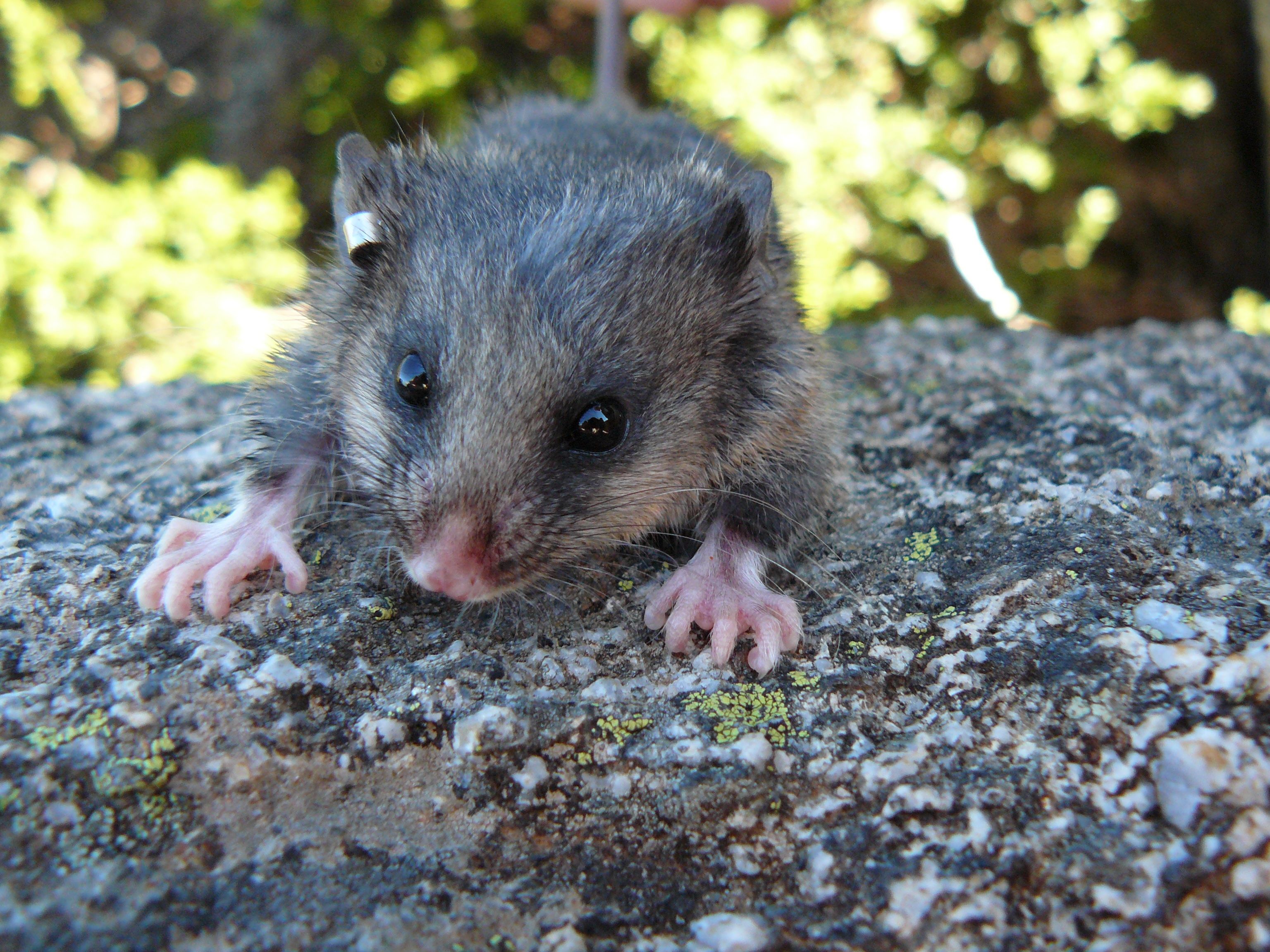 Help save Australia's cutest critter