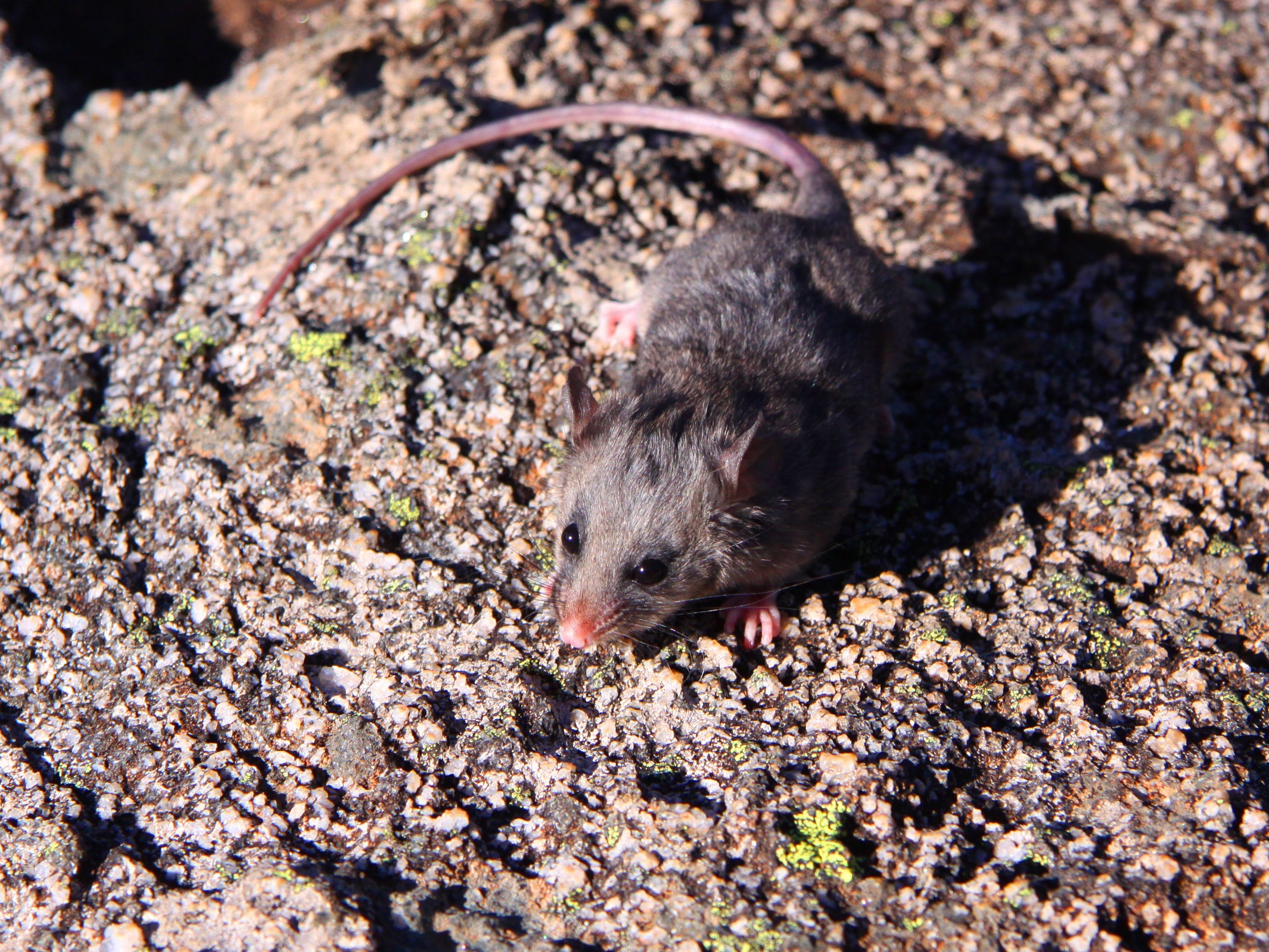 Mountain pygmy possum on rocks. Photo: Lucy Morrell/DPIE
