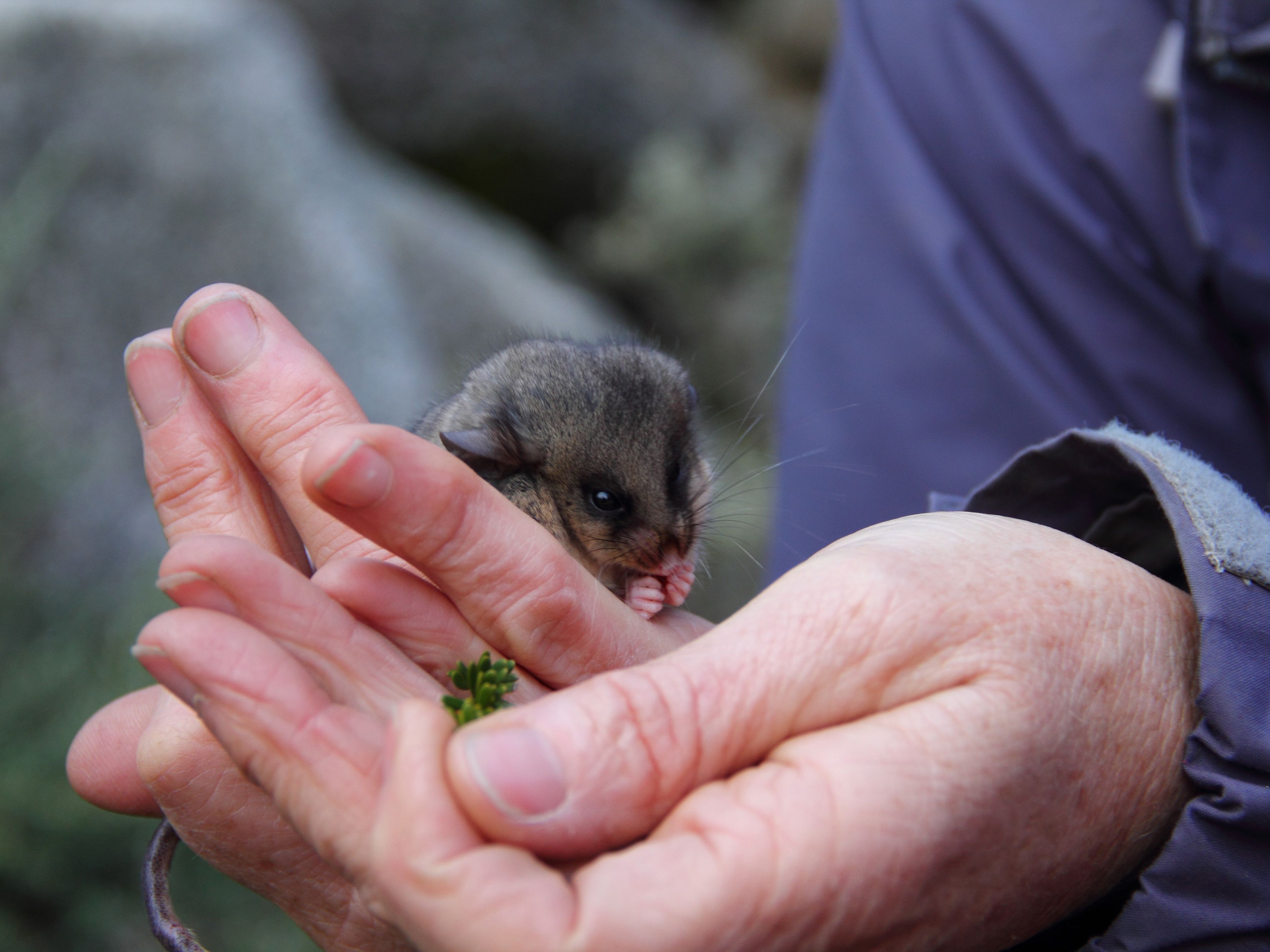 Mountain pygmy-possum eating plum pine in human hand. Photo: Lucy Morrell/DPIE