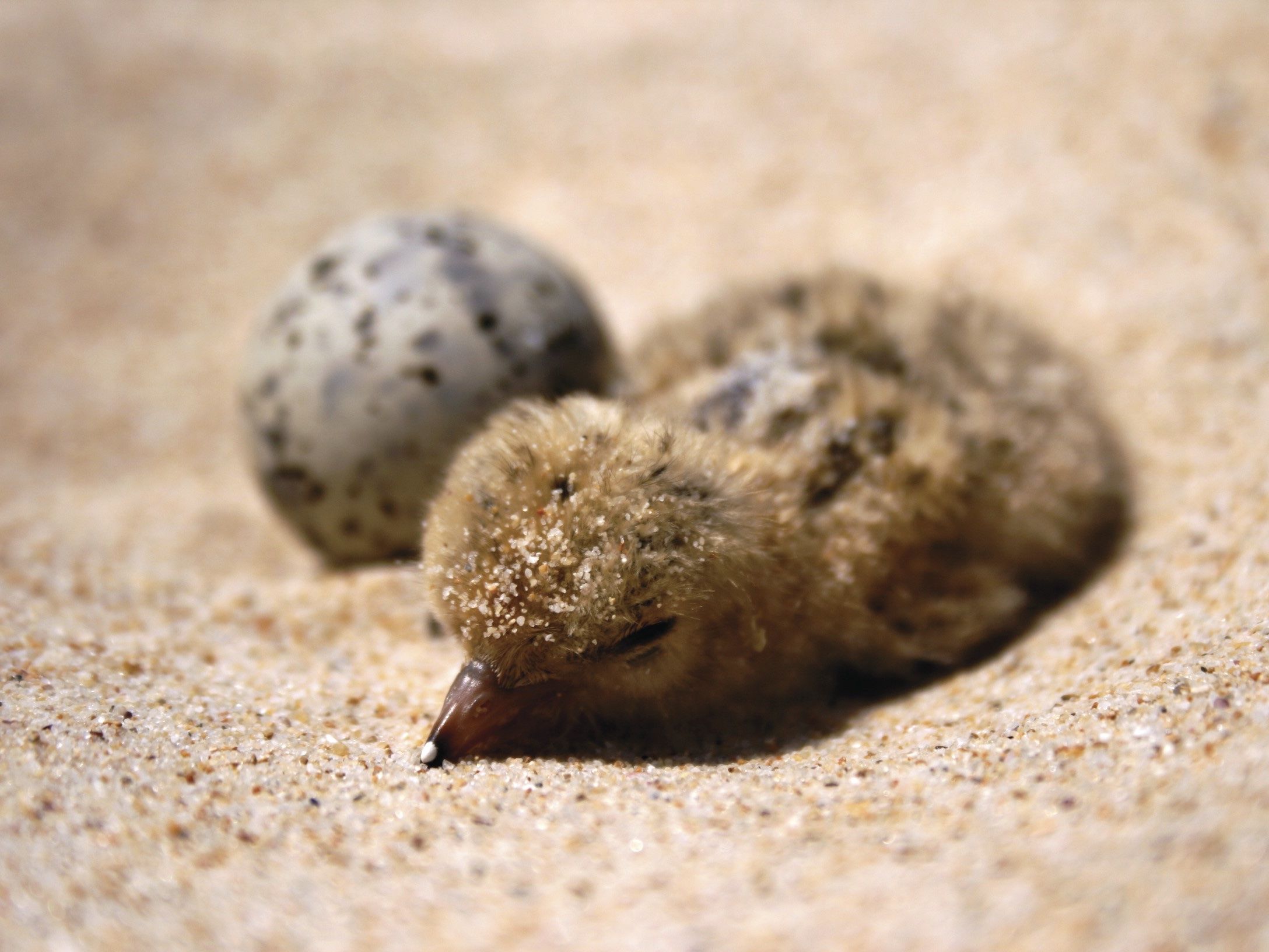 The cutest native animals in NSW