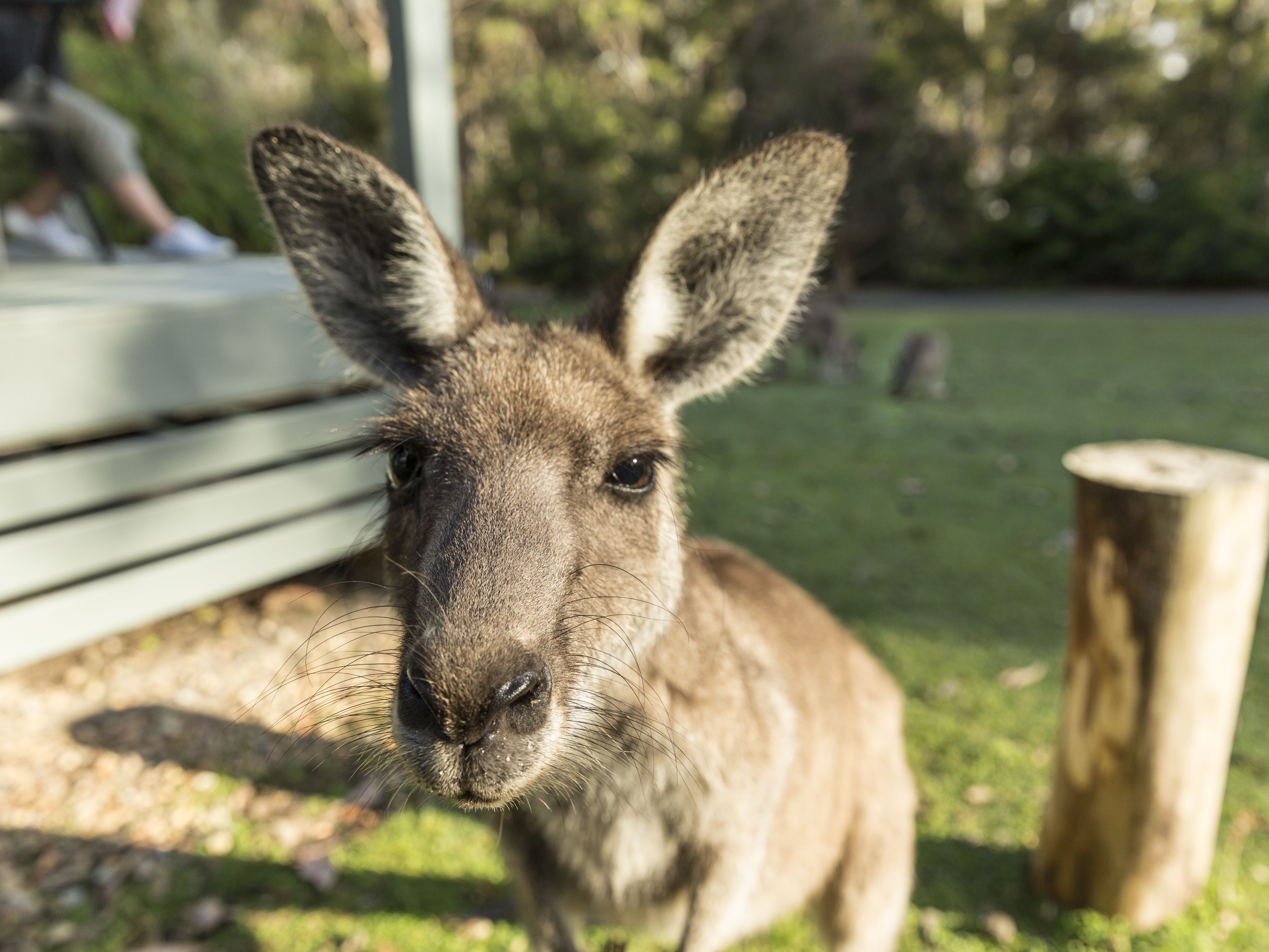 Australian animals taking selfies for science