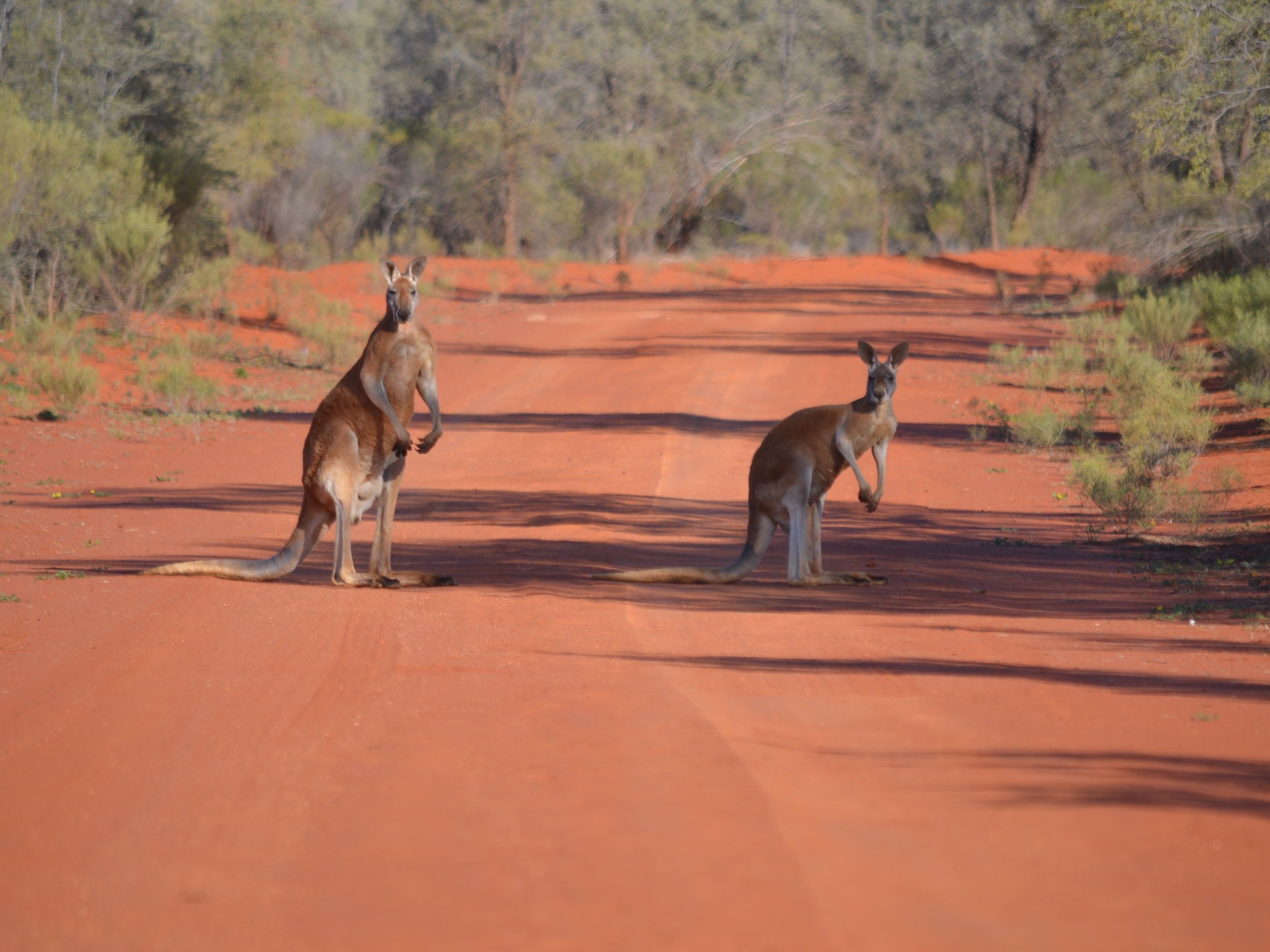 Red kangaroos on red dirt track, Gundabooka National Park. Photo: Dinitee Haskard/DPIE