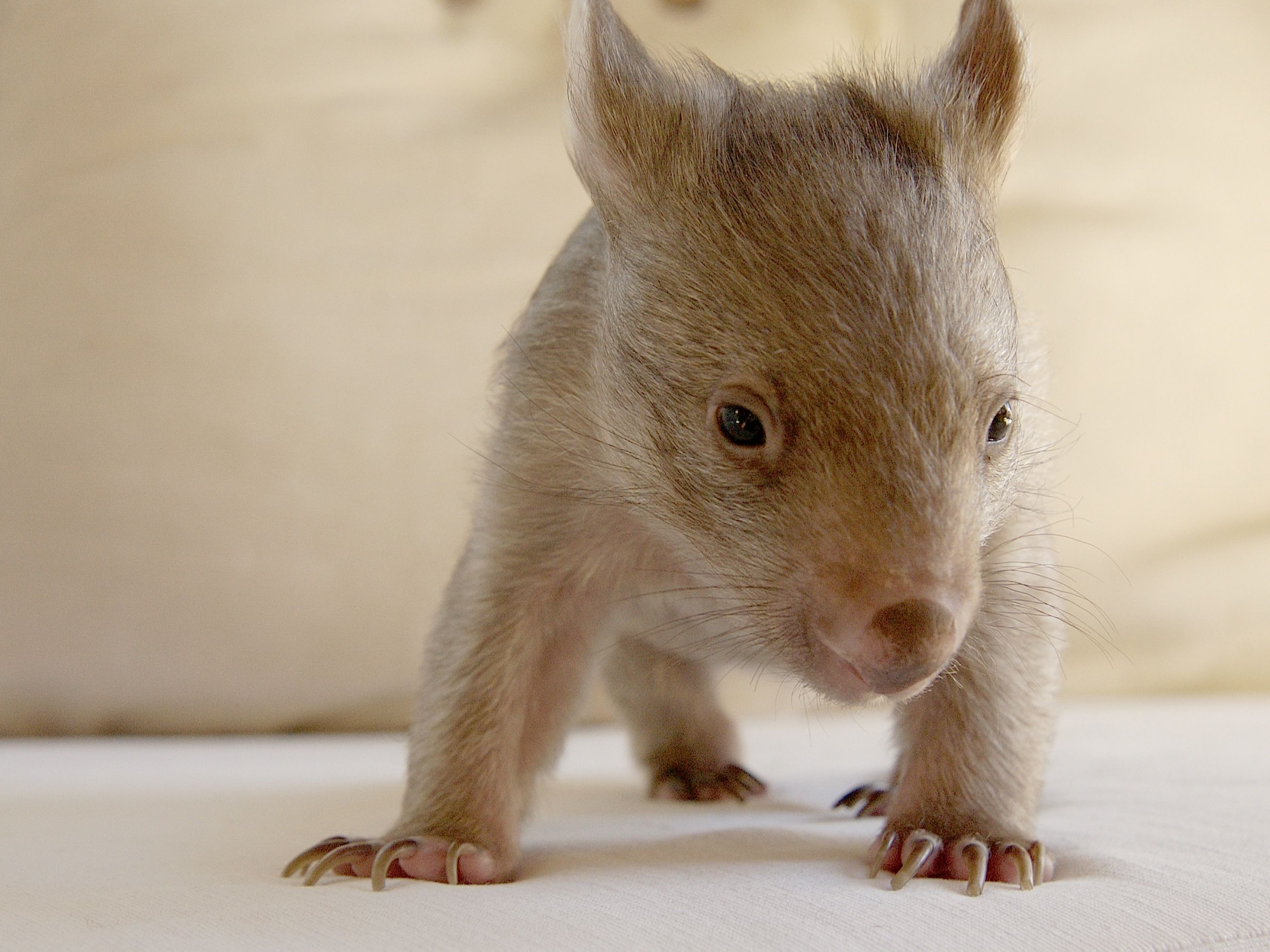 Juvenile common wombat. Photo: © Simone Cottrell