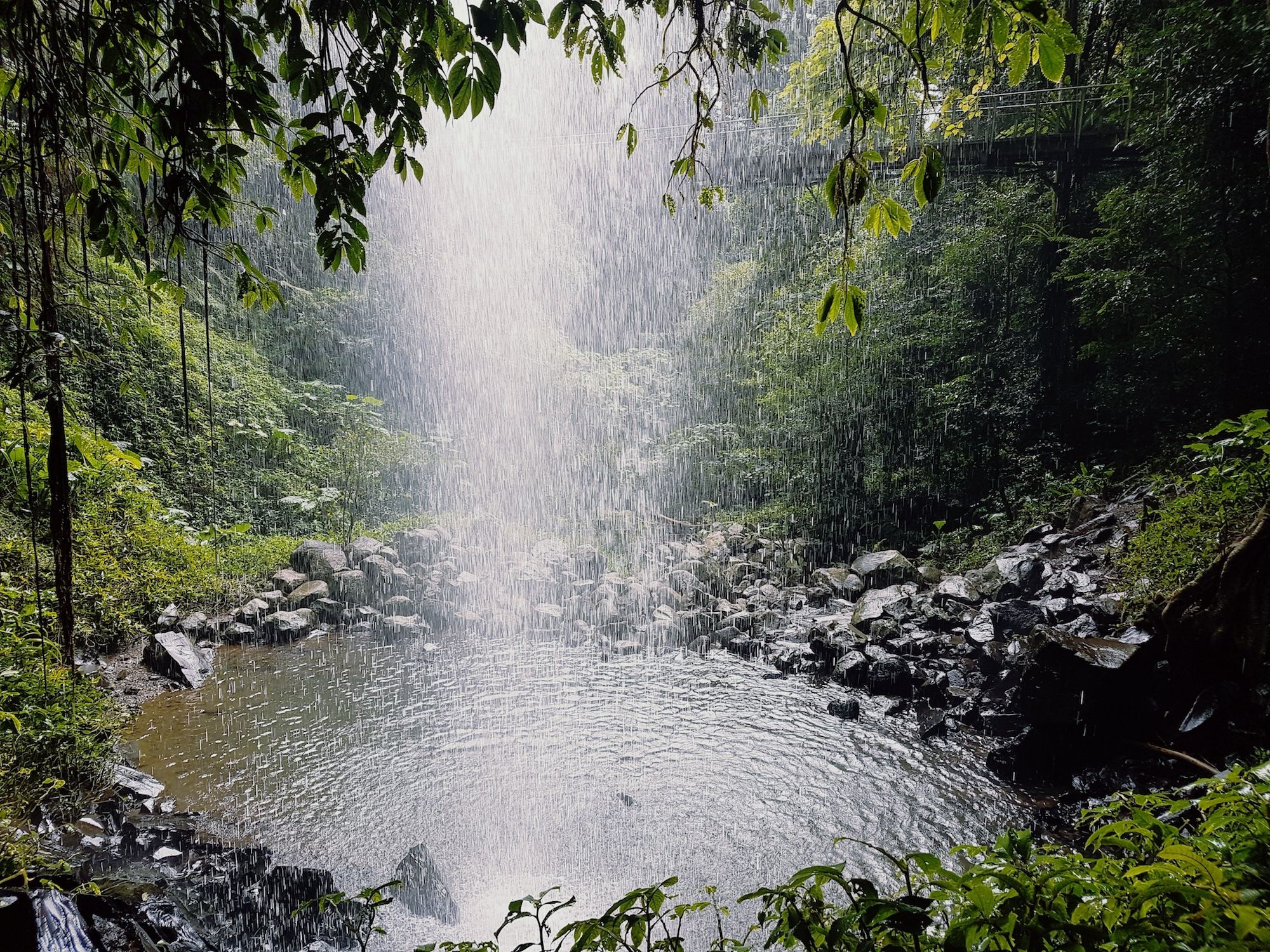 View from behind Crystal Shower Falls, Dorrigo National Park. Photo: Angela Cassidy/DPIE