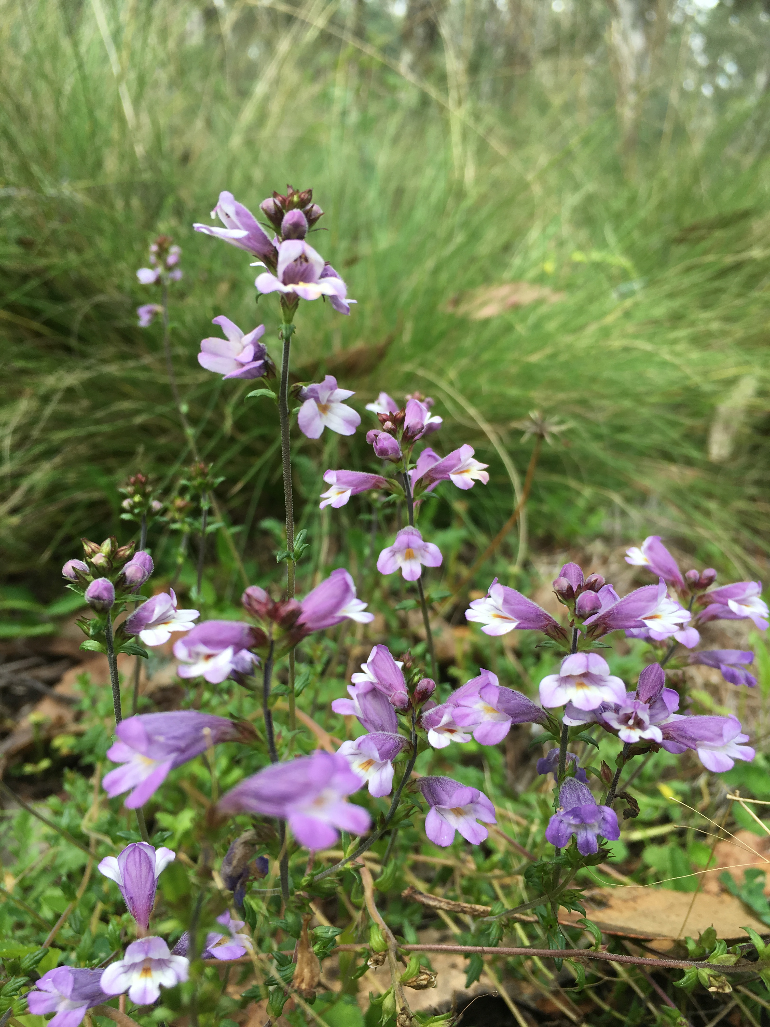 Polblue Eyebright (Euphrasia) in Barrington Tops National Park. Photo credit: Adam Fawcett/DPIE