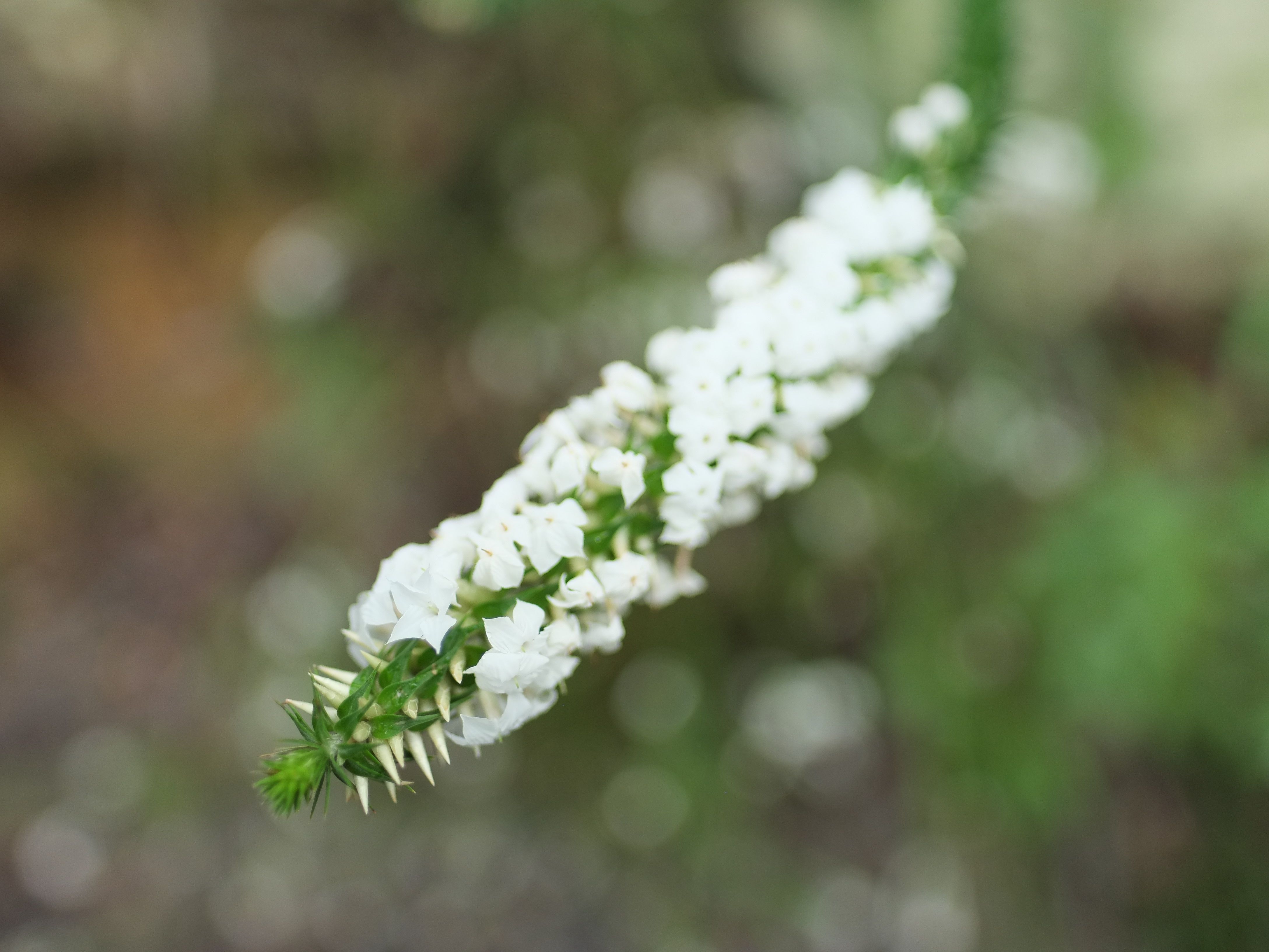 Close up of a bushflower