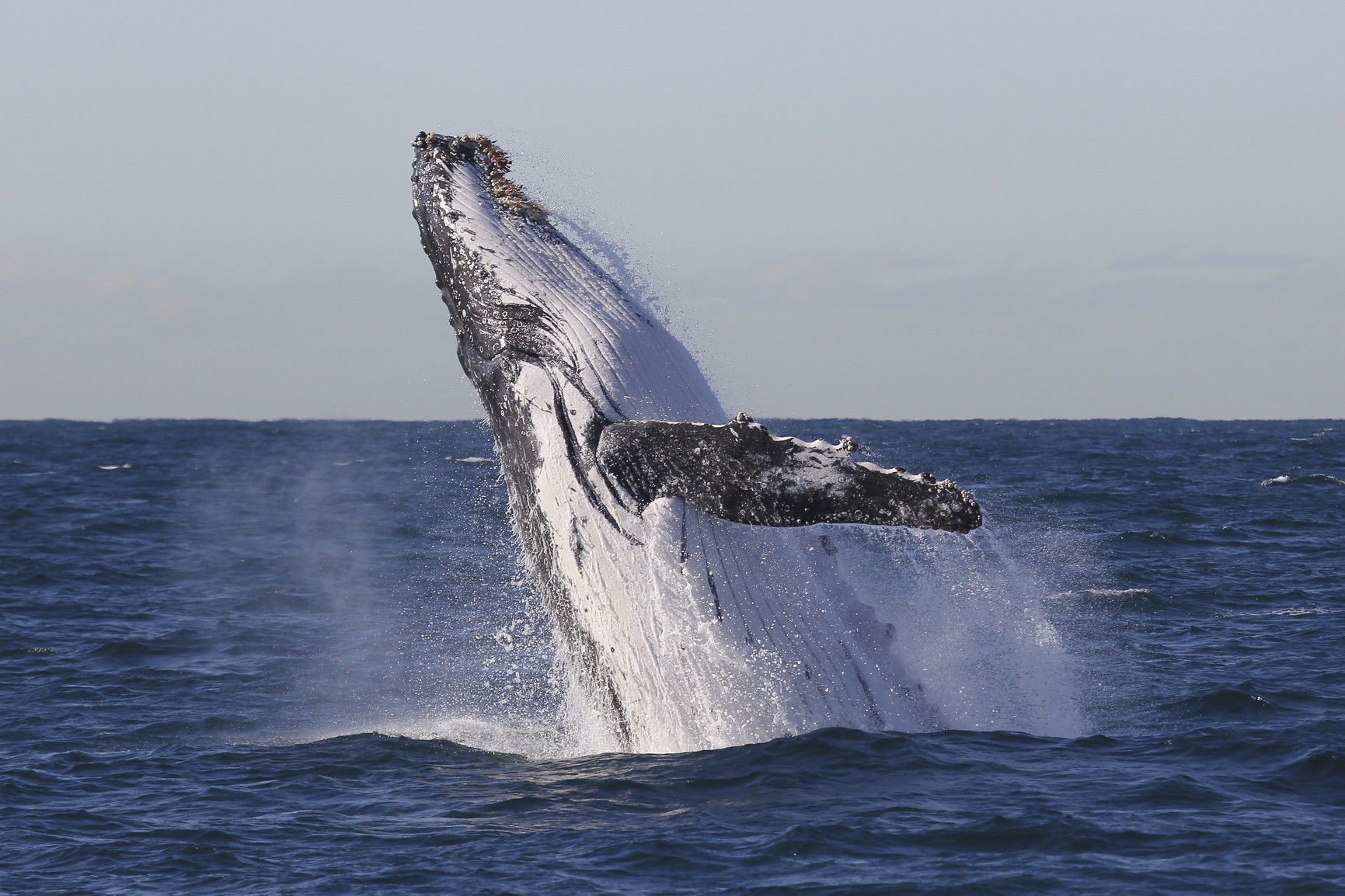 Humpback whale breaching