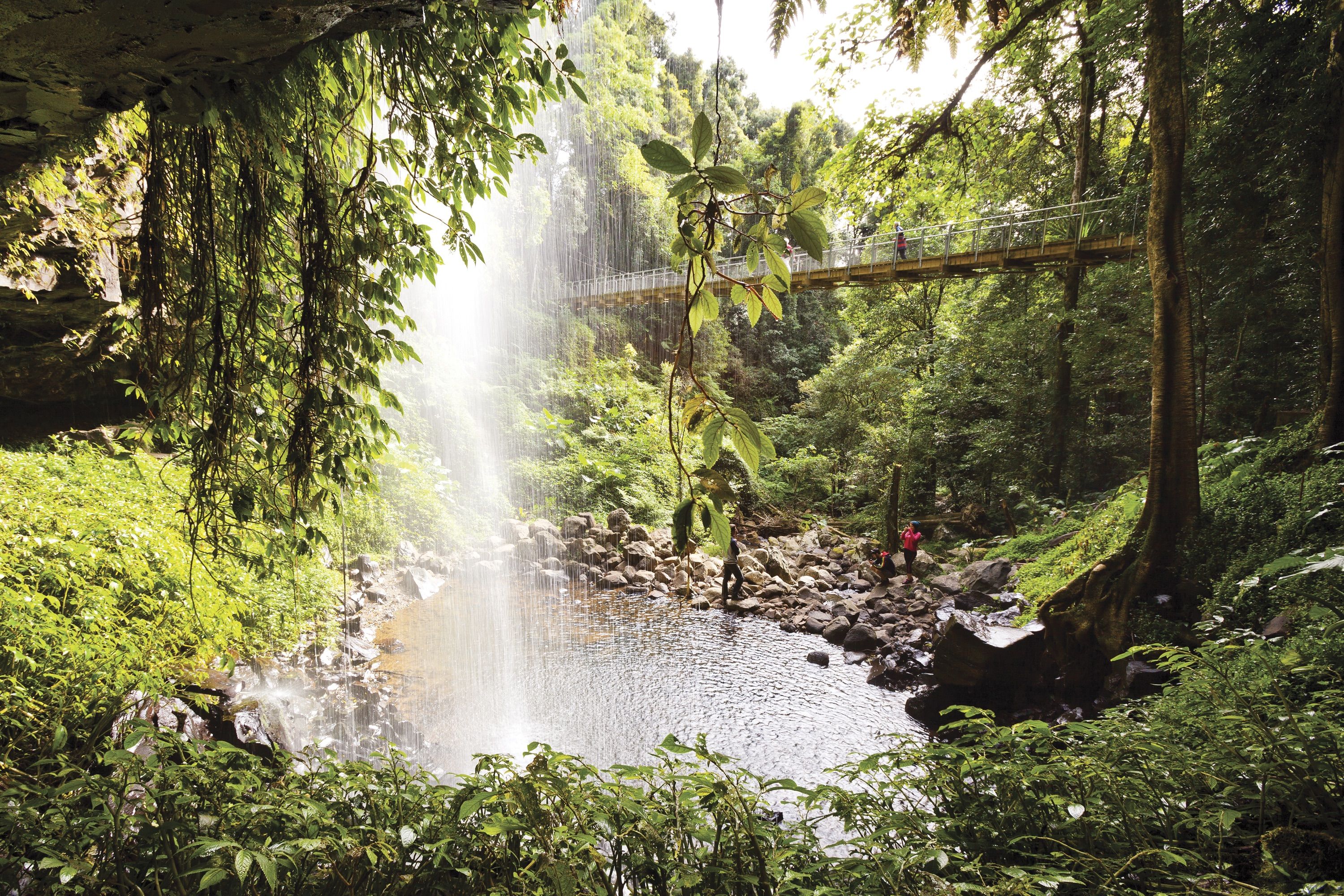 View from behind Crystal Showers Falls, Dorrigo National Park. Photo: Rob Cleary, Seen Australia/DPIE