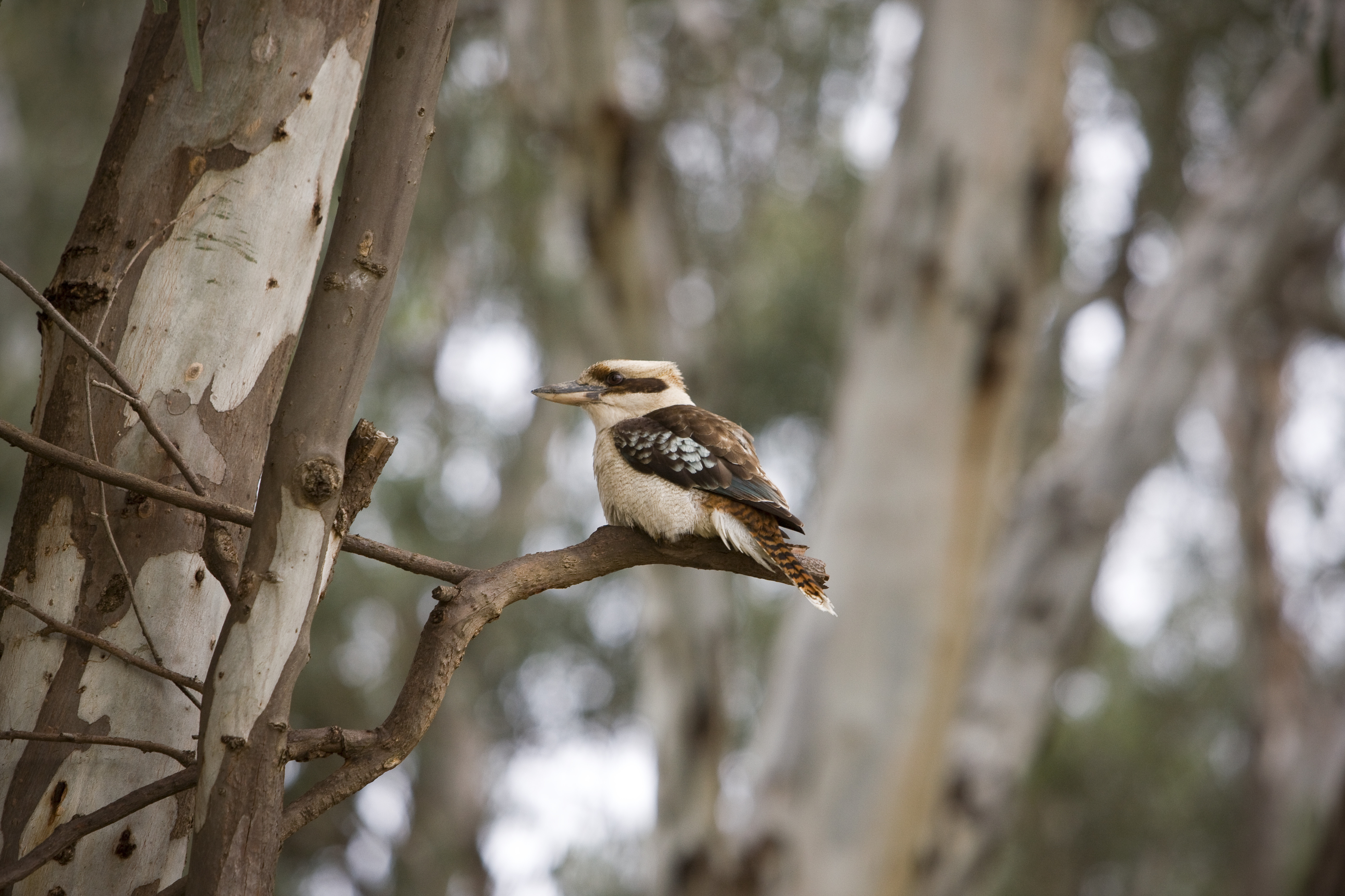 A kookaburra perched on a tree branch. Photo: Rob Blackburn/Destination NSW
