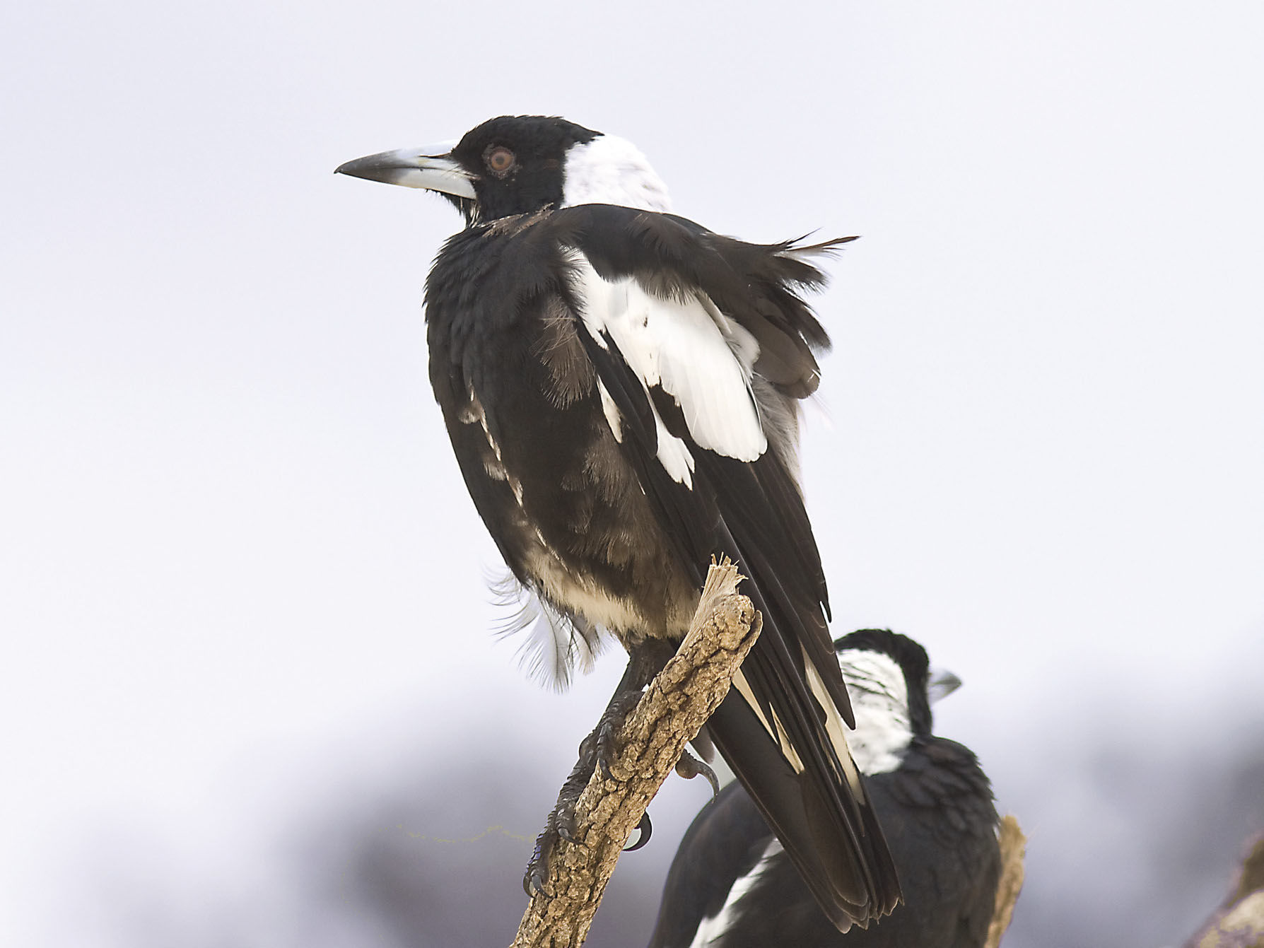 Pair of magpies on tree branch. Photo: John Turbill/DPIE