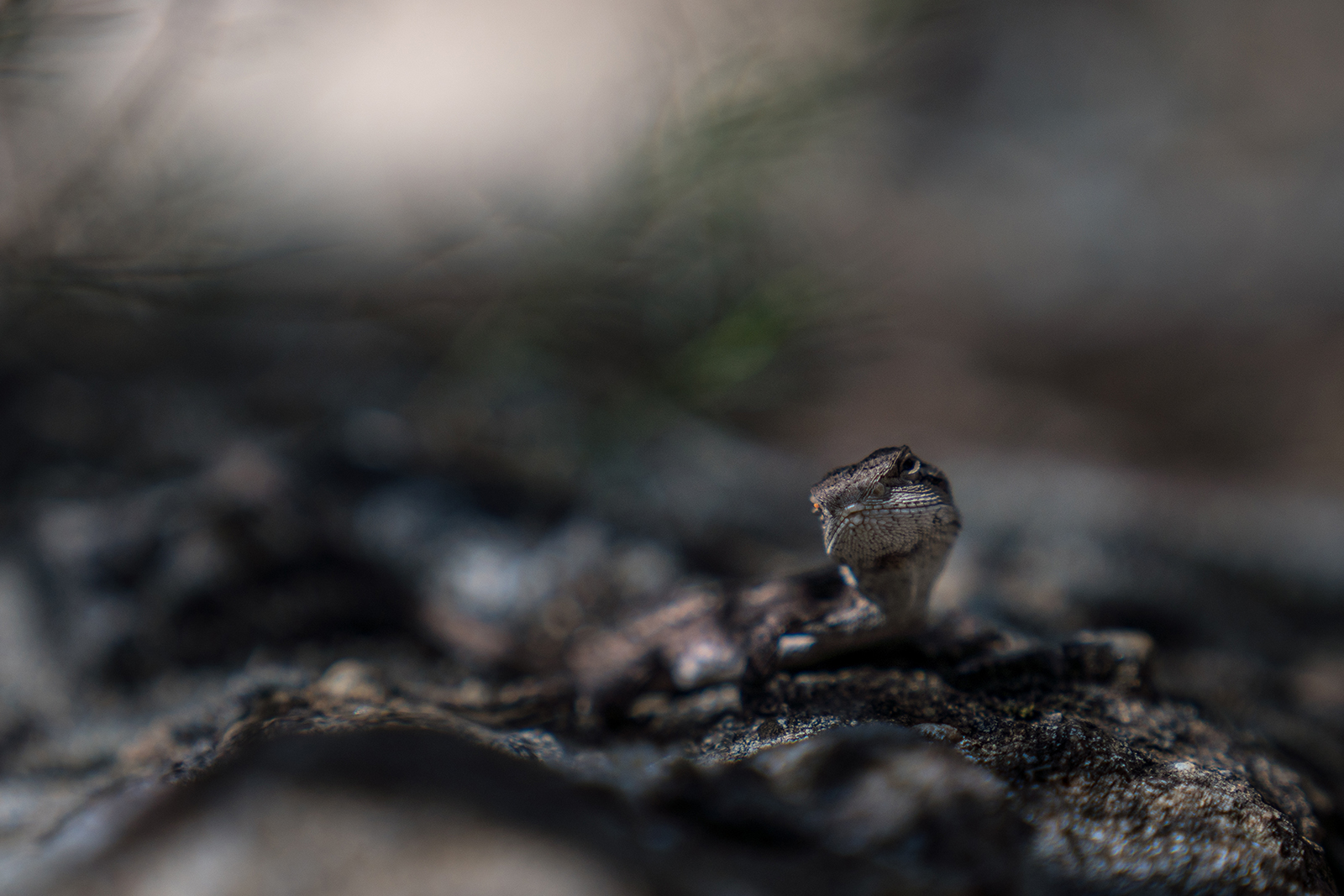 Lizard in Warrumbungle National Park. Photo Credit : Rob Mulally/DPIE