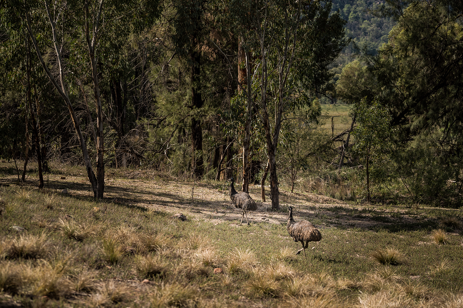 Emus in Warrumbungle National Park. Photo Credit: Rob Mulally/DPIE