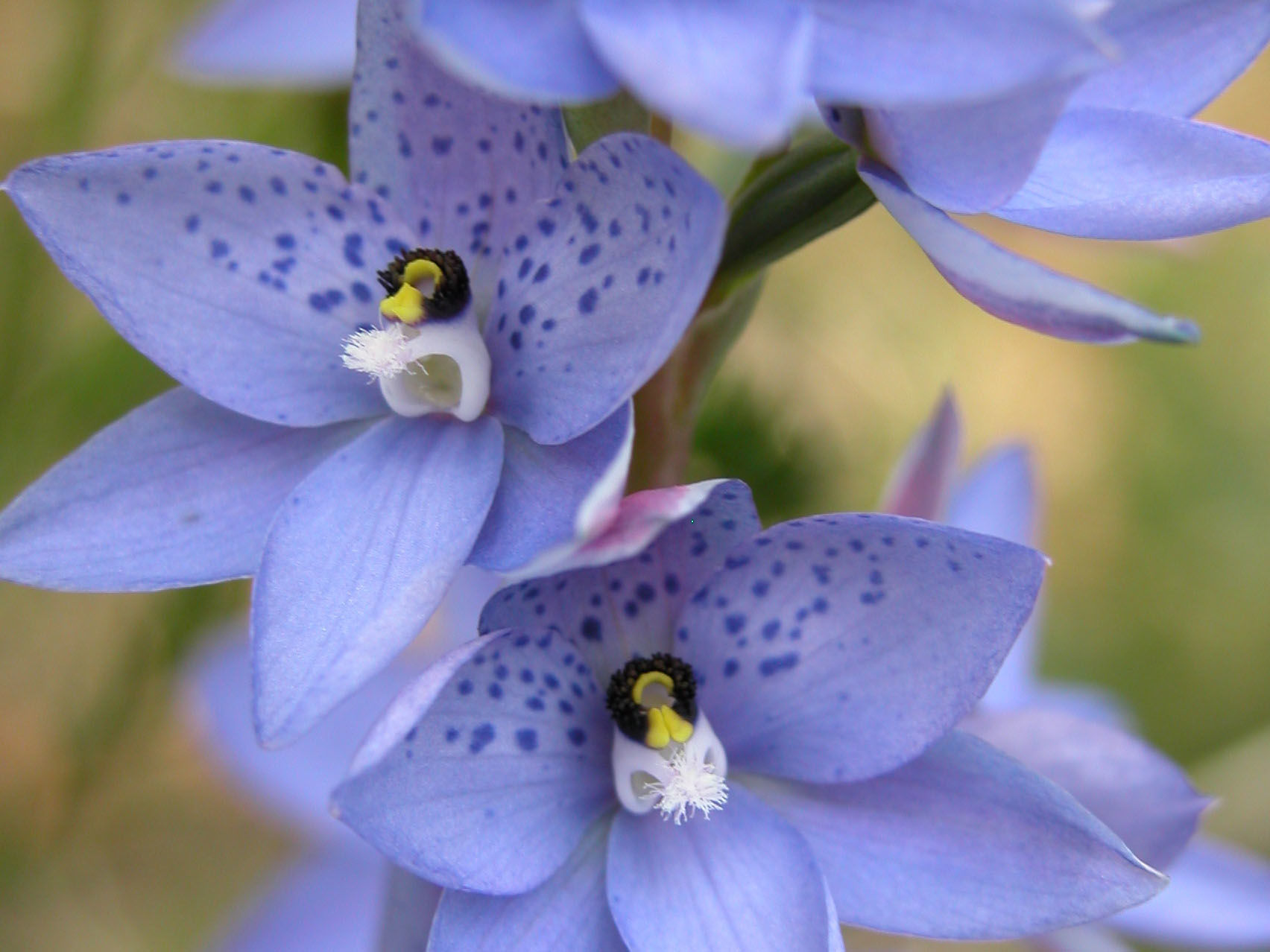 The seven best spring wildflower walks