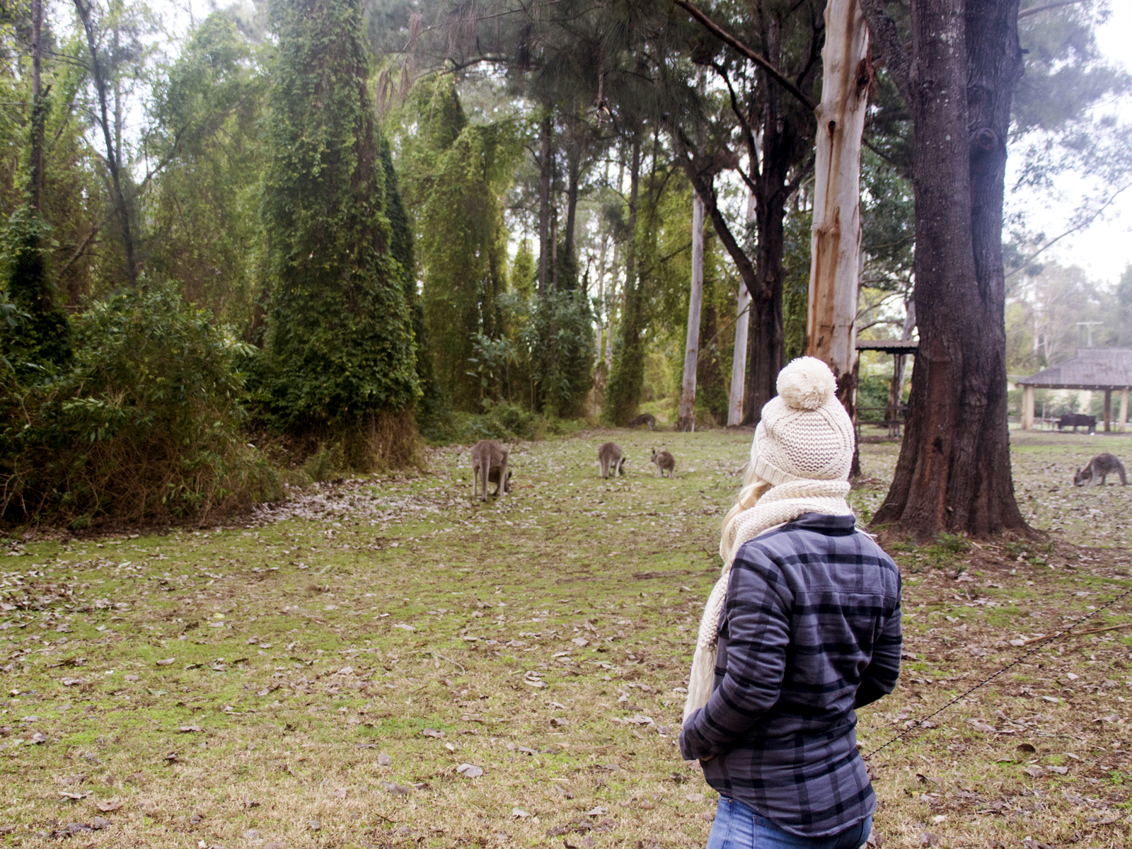 Person watching kangaroos at Cattai campground, Cattai National Park. Photo: © Carly Picklum