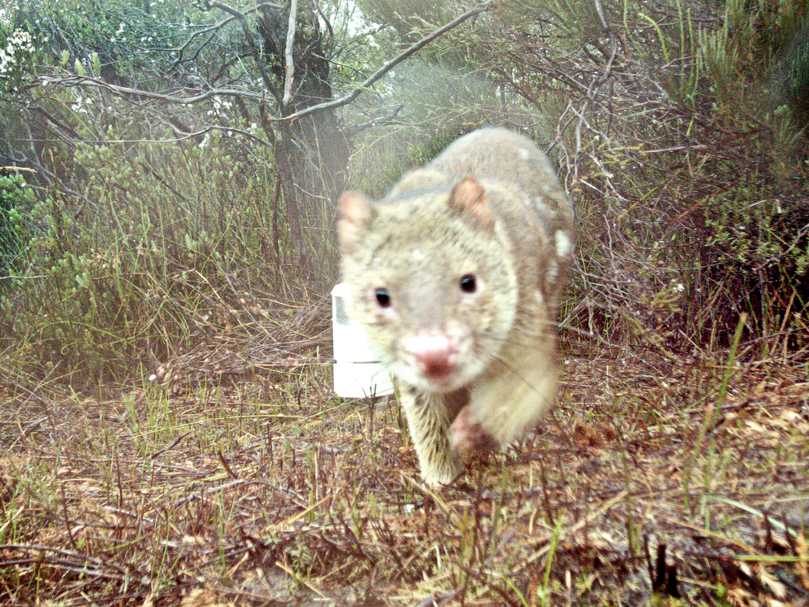 Spotted tail quoll close up. Photo: &copy; DCCEEW