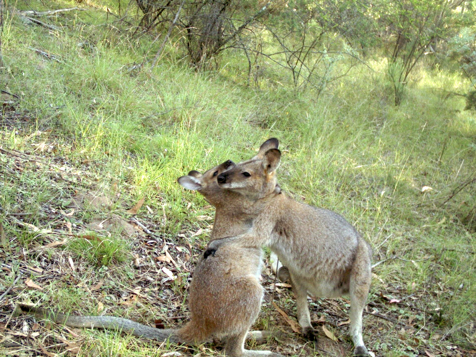 Red-necked wallabies wrestling in front of WildCount motion sensor camera, Red-necked Wallabies Macropus rufogriseus Mount Yarrowyck Nature Reserve. Photo: Wildcount Program/DCCEEW © DCCEEW