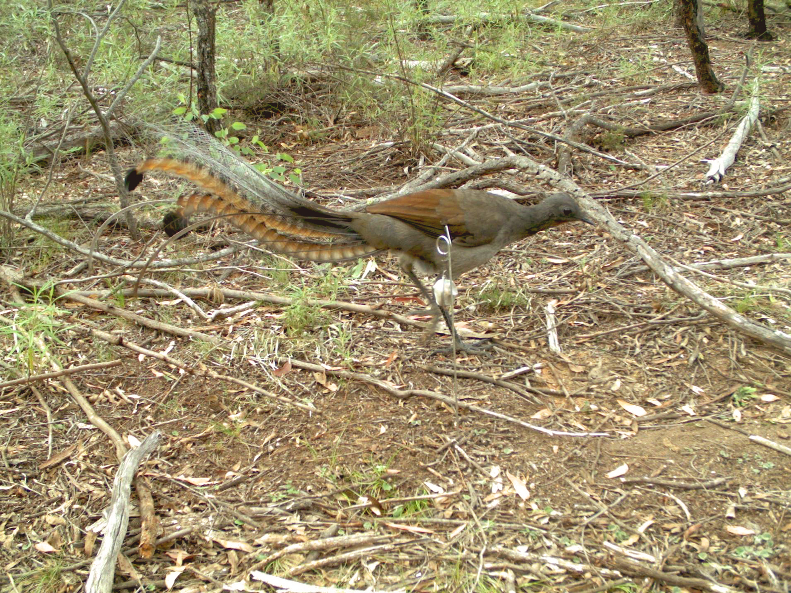 Superb lyrebird passing WildCount motion sensor camera, Bungonia State Conservation Area. Photo: Wildcount Program/DCCEEW © DCCEEW 