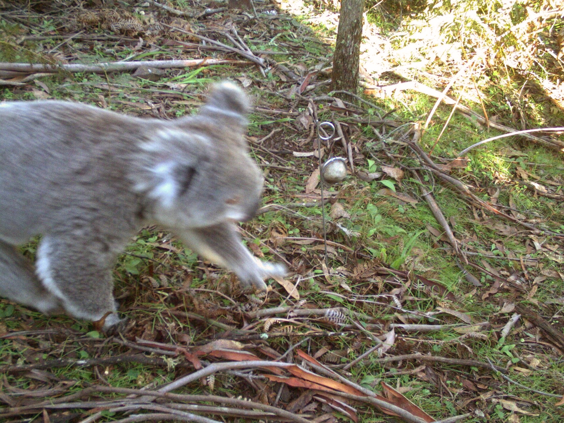 Koala passing WildCount motion sensor camera. Photo: Wildcount Program/DCCEEW © DCCEEW