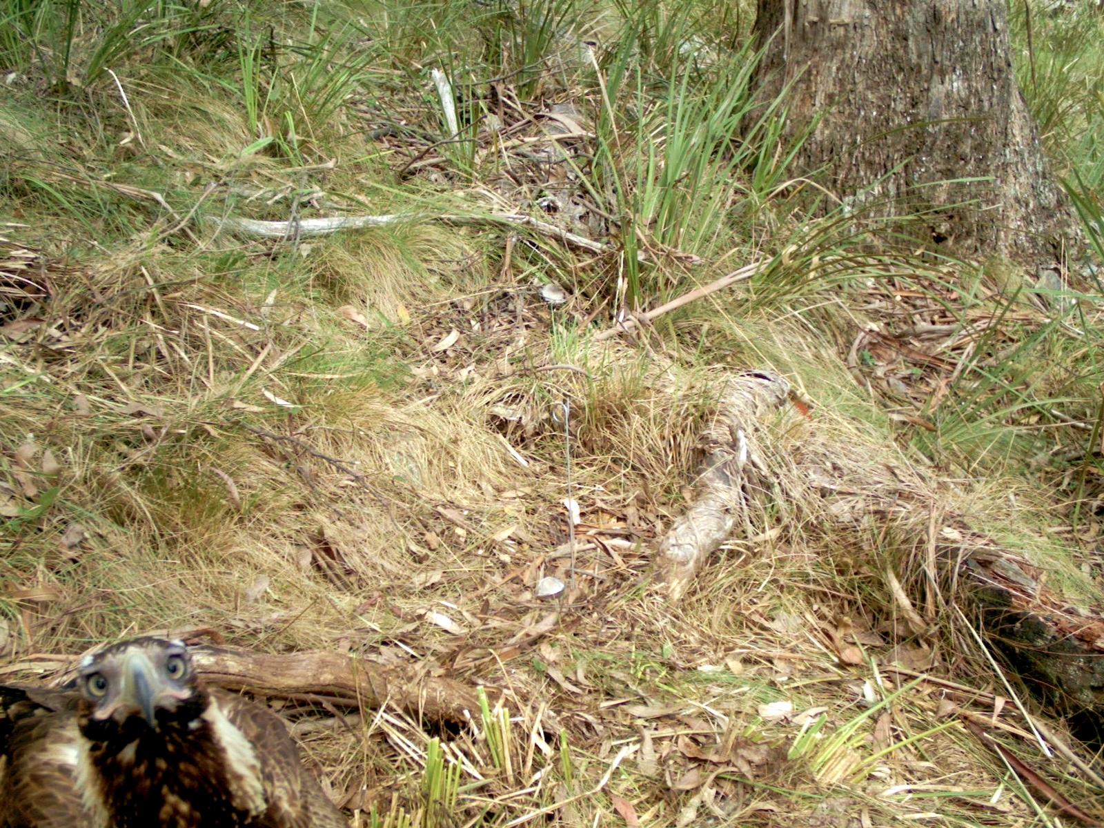 Wedge-tailed Eagle Aquila audax WildCount motion sensor camera. Photo: Wildcount Program/DCCEEW © DCCEEW