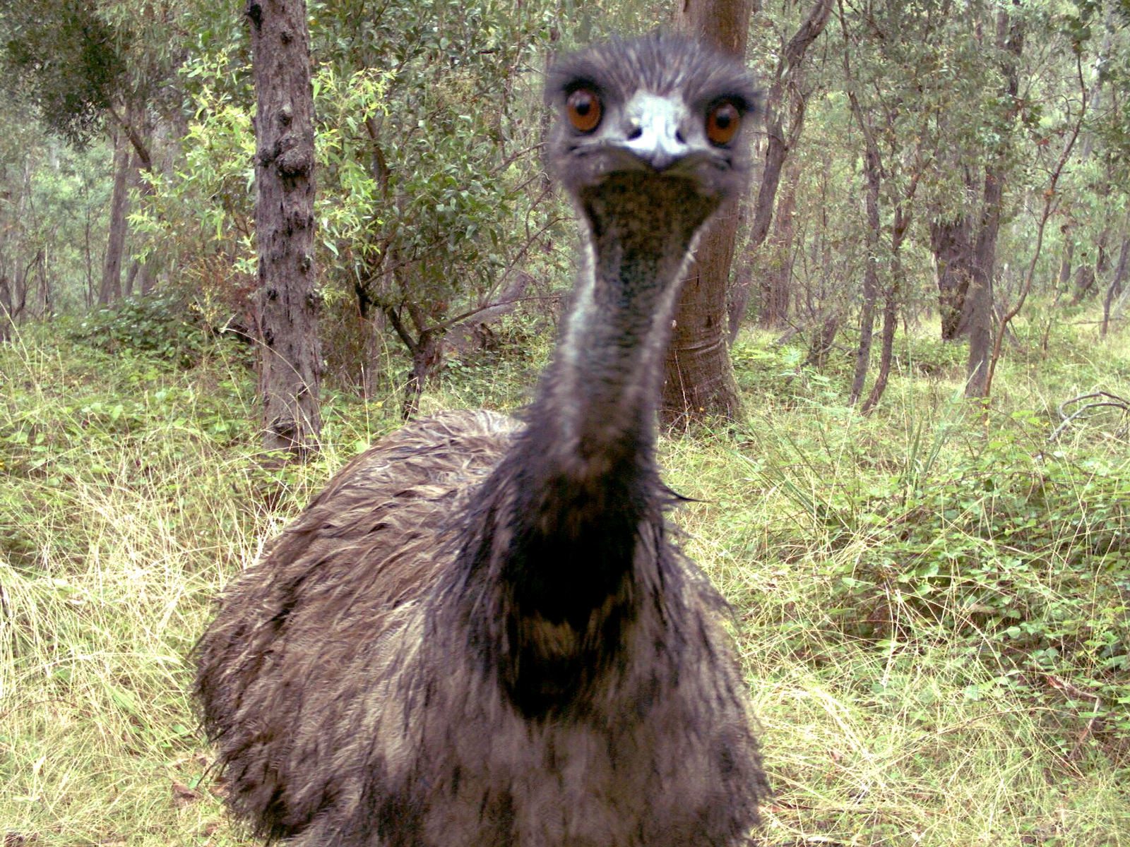 Australian emu. WildCount remote sensor camera, Foster. Photo: Wildcount Program/DCCEEW © DCCEEW