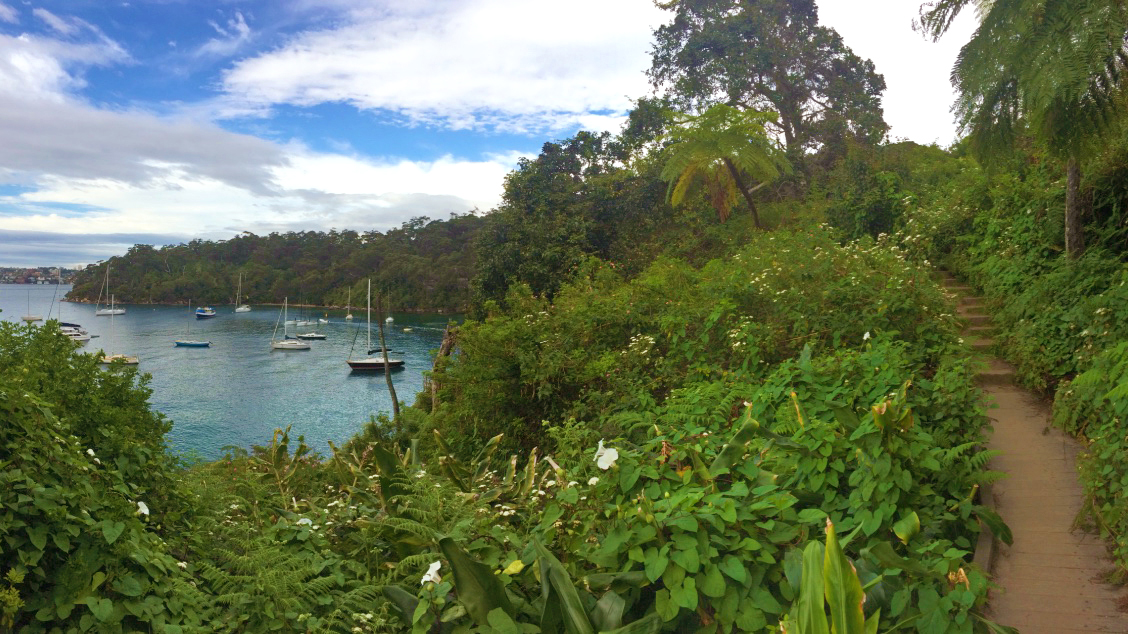 Taylors Bay, along the Bradleys Head to Chowder Bay walk, Sydney Harbour National Park. Photo: Elinor Sheargold/DPIE