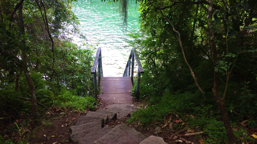 Taylors Bay, along the Bradleys Head to Chowder Bay walk, Sydney Harbour National Park. Photo: Elinor Sheargold/DPIE