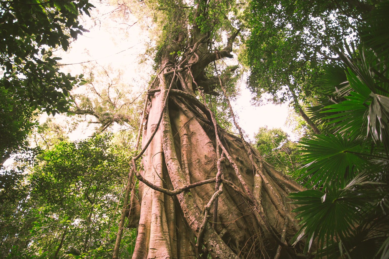 Old tree with vines twisting up around the trunk, Sea Acres National Park. Photo: Tim Clark