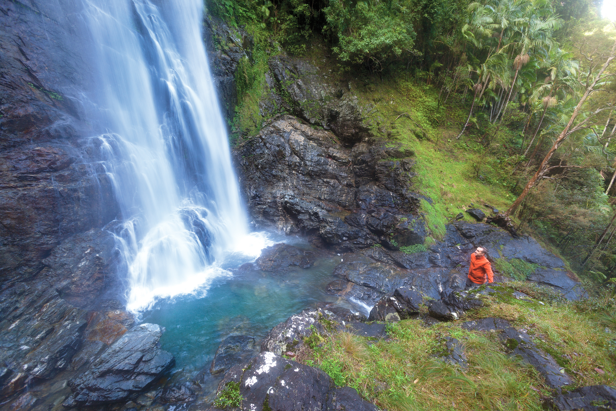 Red Cedar Falls walking track, Dorrigo National Park. Photo: Robert Cleary/DPIE