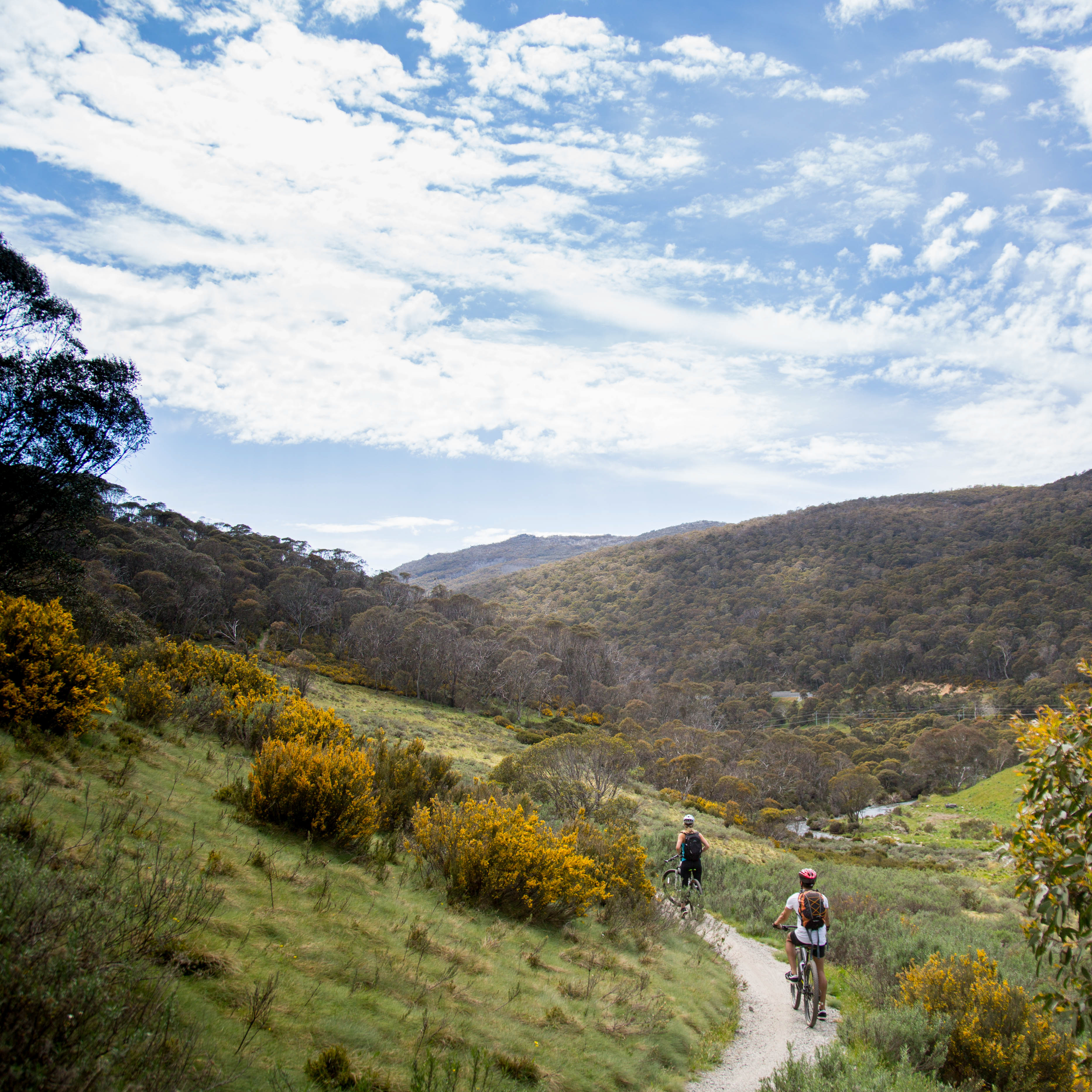 People riding mountain bikes along the Thredbo Valley track, Kosciuszko National Park. Photo: Boen Ferguson/DPIE
