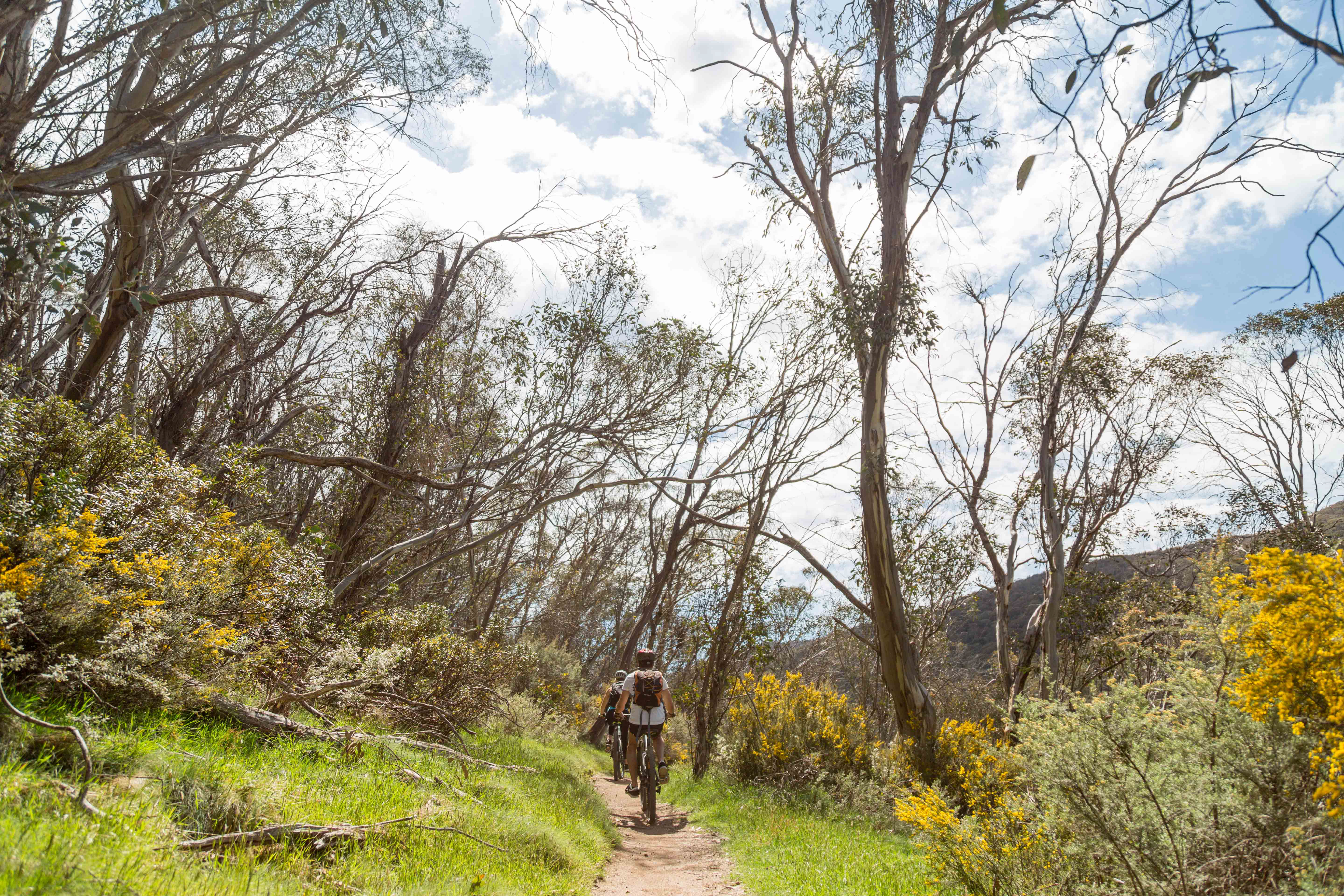People riding mountain bikes along the Thredbo Valley track, Kosciuszko National Park. Photo: Boen Ferguson/DPIE
