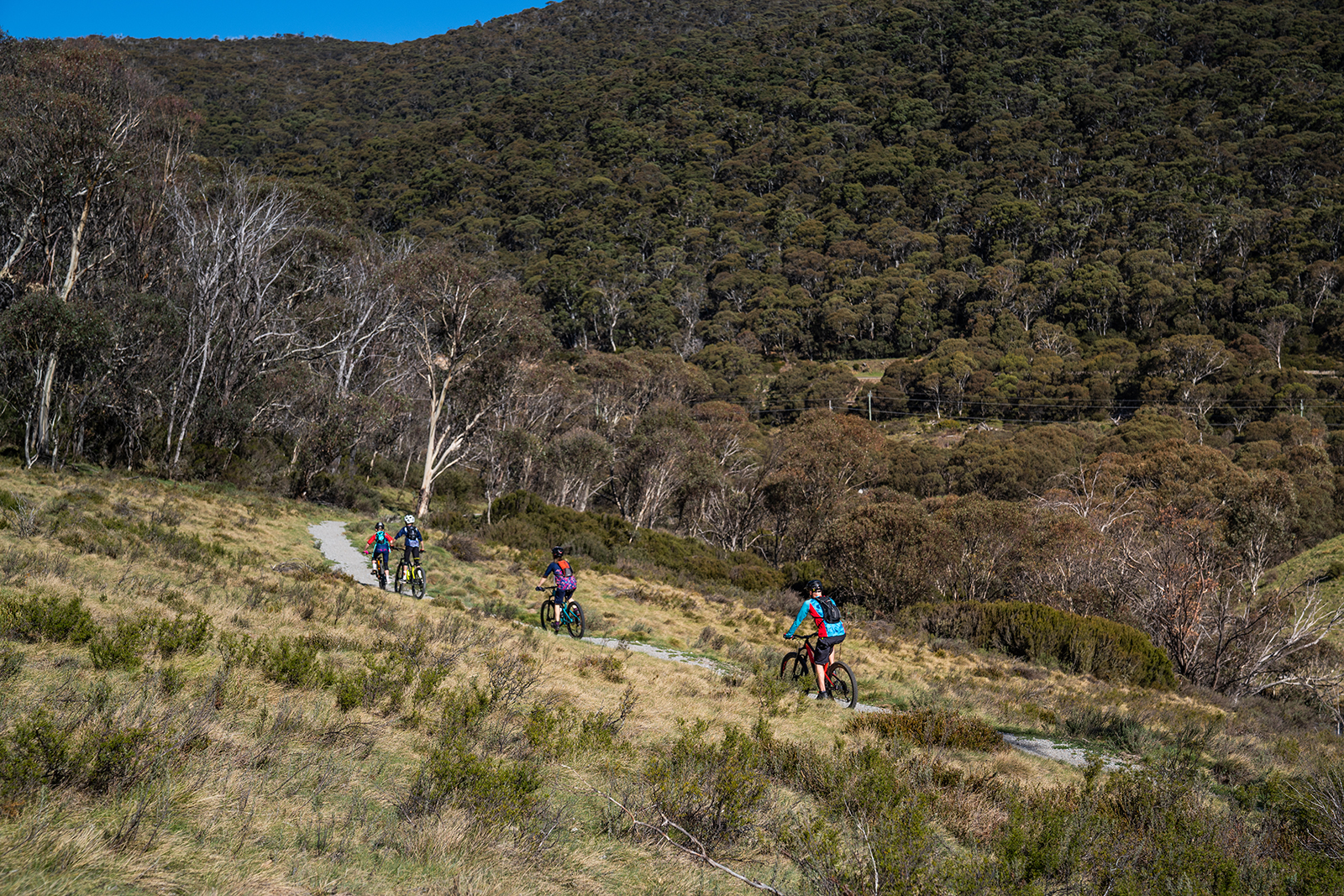 Side view of four people cycling on the Thredbo Valley track, Thredbo-Perisher area in Kosciuszko National Park. Photo credit: Rob Mulally/DPIE