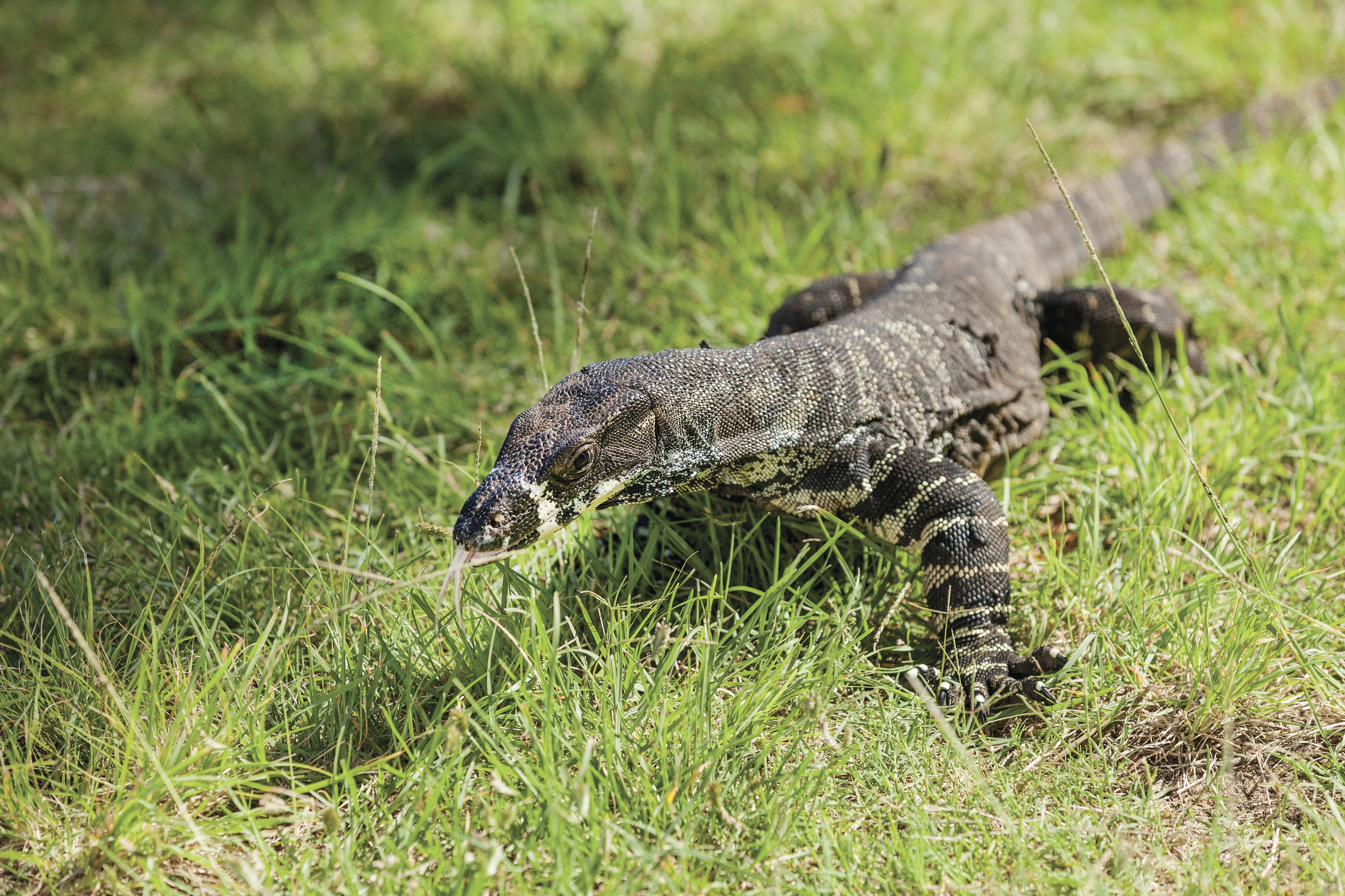 Goanna walking through The Basin campground, Ku-ring-gai Chase National Park. Photo: David Finnegan/DPIE