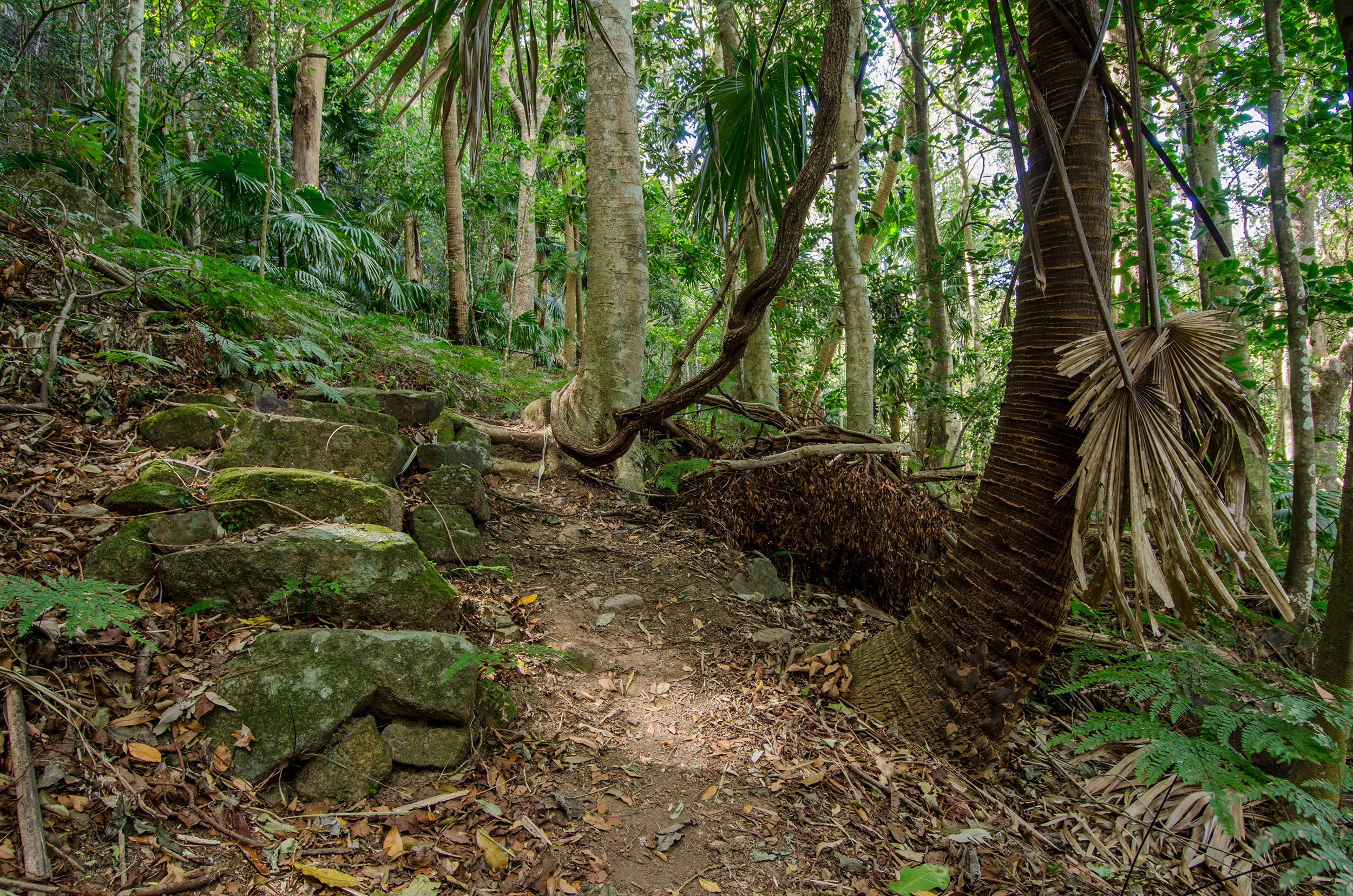 Forest walking track Illawarra Escarpment State Conservation Area. Photo credit: John Spencer / DPE