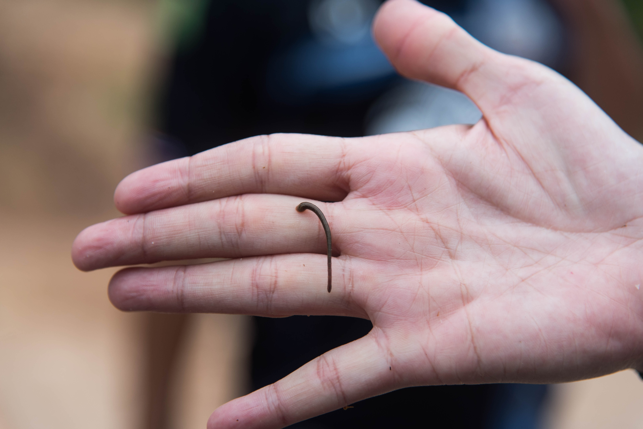 A tropical leech biting a human hand. Getty Images