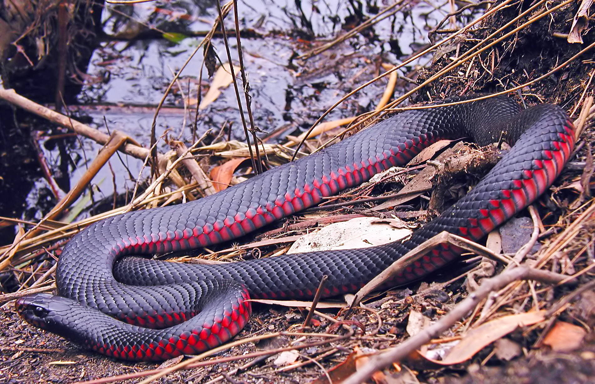 Leeches, ticks, snakes and spiders