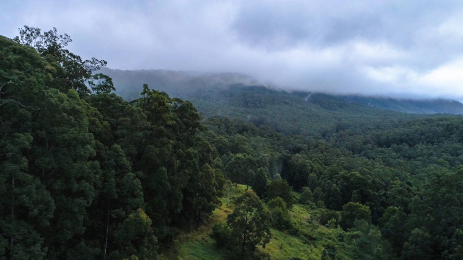Rainforest at Mebbin National Park. Photo credit: Daniel Parsons/DPIE