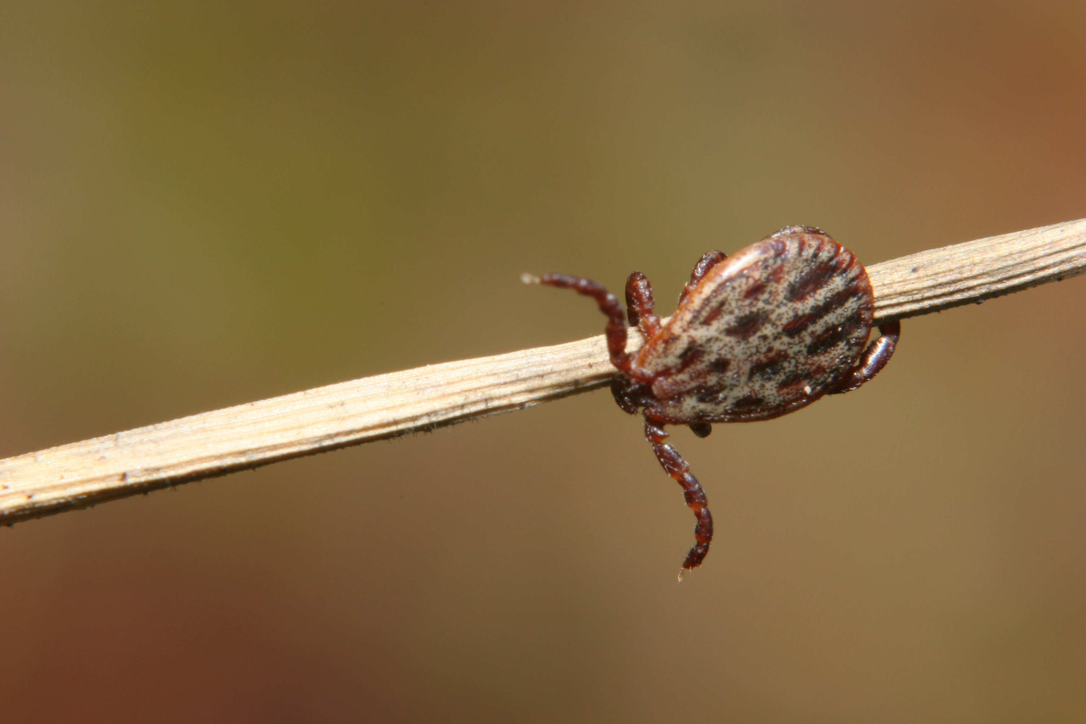 Paralysis tick. Shutter Stock