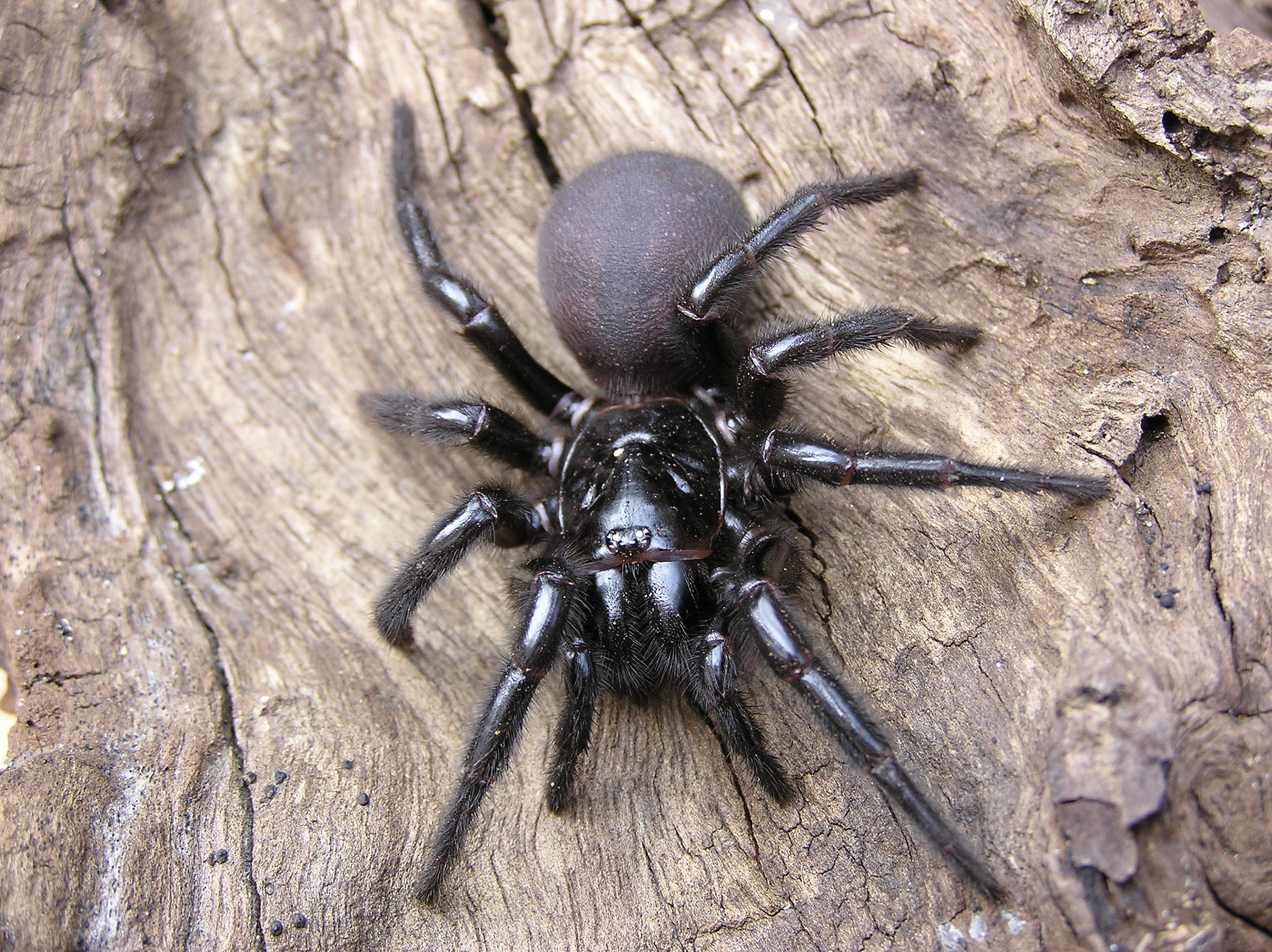 Funnel-web spider on a tree. Shutterstock