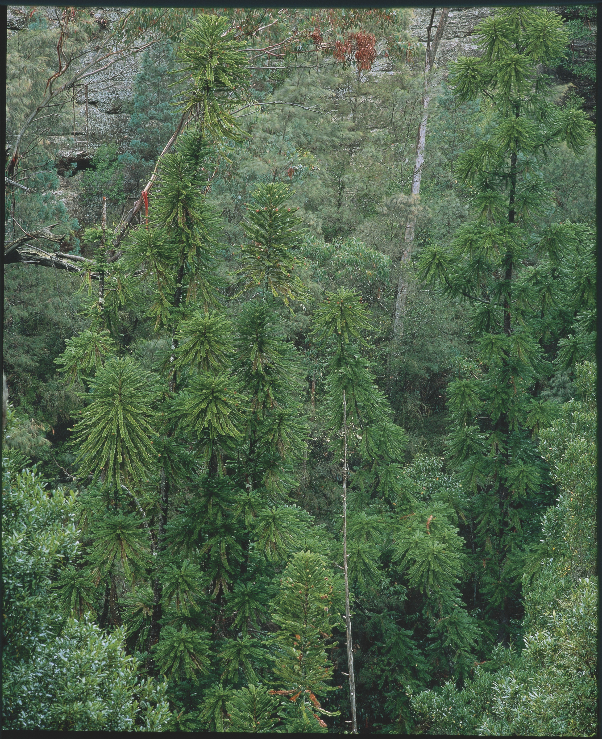 Wollemi Pine, Wollemia nobilis adult trees. Photo credit: Jaime Plaza/Botanic Gardens Trust