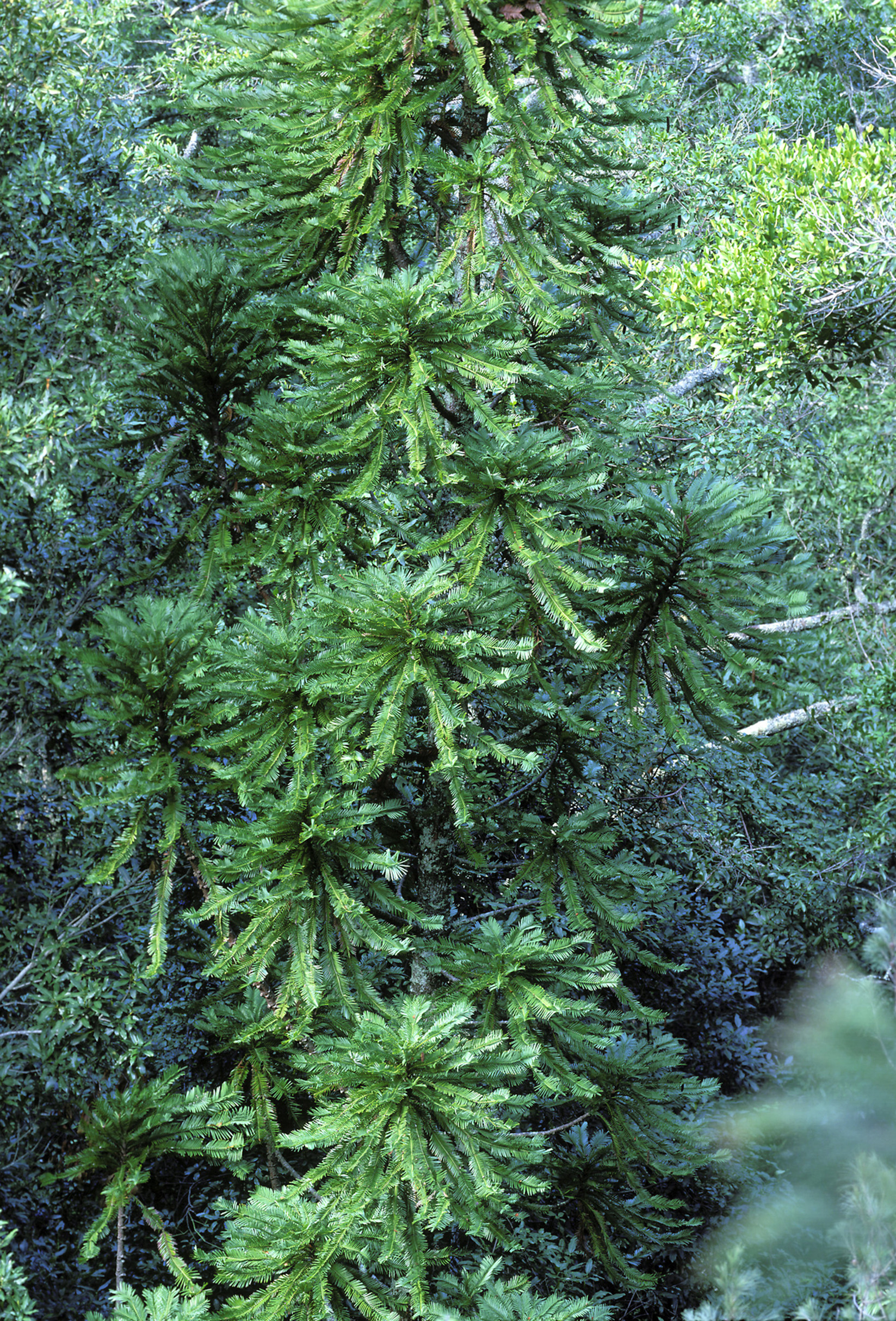 The legendary Wollemi Pine