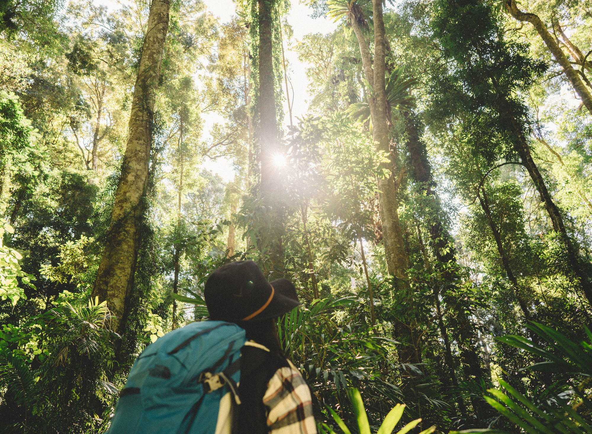 Looking towards the canopy in Dorrigo National Park. Photo credit: Branden Bodman/DPIE