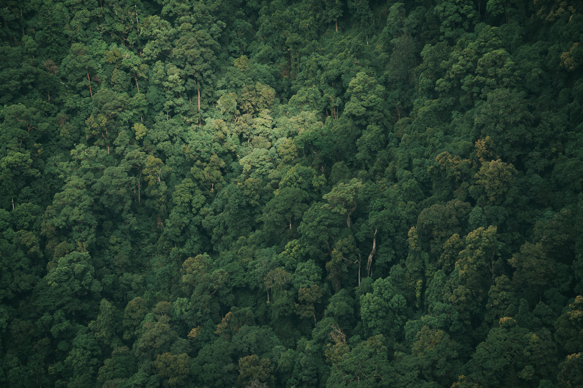 Aerial view of dense NSW national park bushland. Photo: DPIE