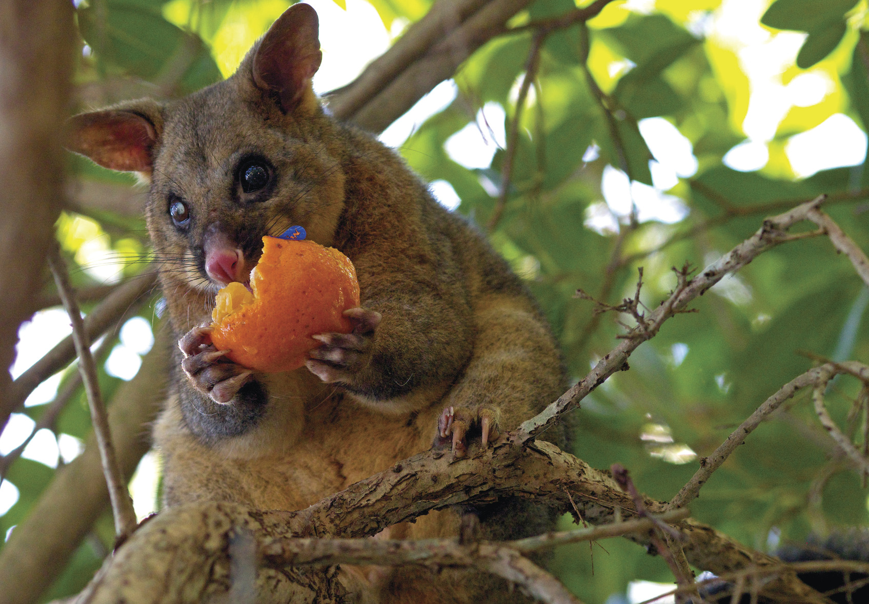 Brushtail possum eating fruit in a tree. Photo: Vanessa Duncan/DPIE