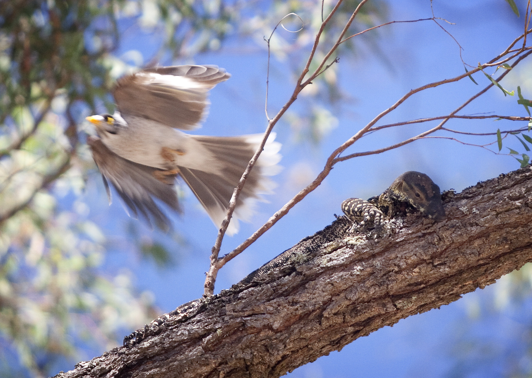 Goanna, lace monitor Goulburn River National Park Varanus genus. Noisy miner bird in flight. Photo credit: Nick Cubbin/DCCEEW