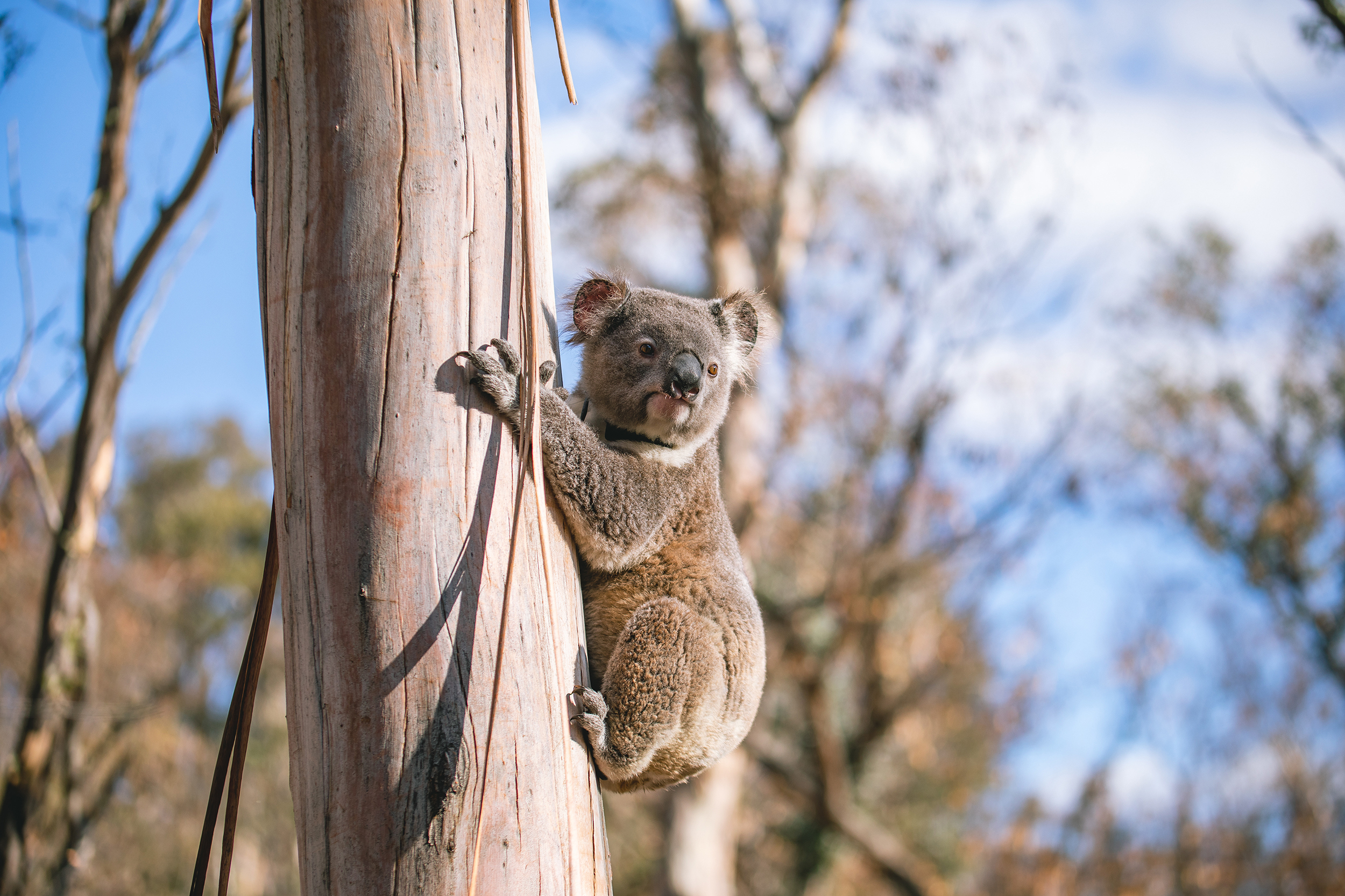 Koala in a tree. Photo: credit Alex Pike / DPE
