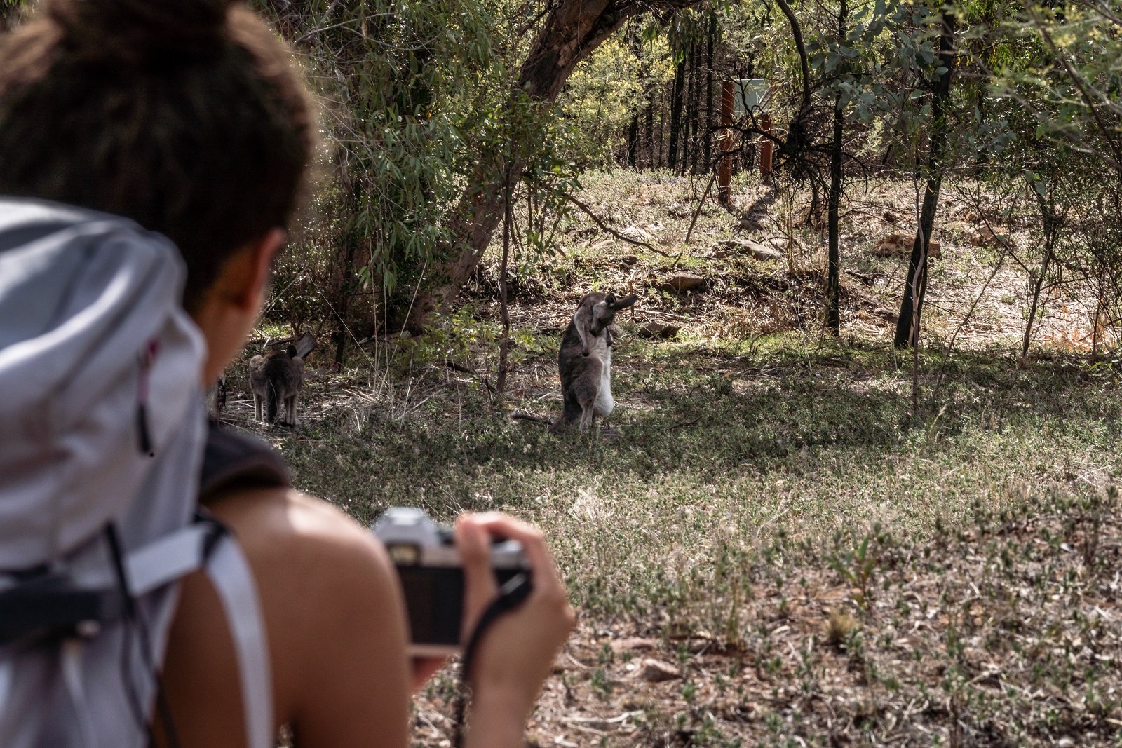 Kangaroo at Burbie Canyon walking track in Warrumbungle National Park. Photo credit: Rob Mulally/DPIE