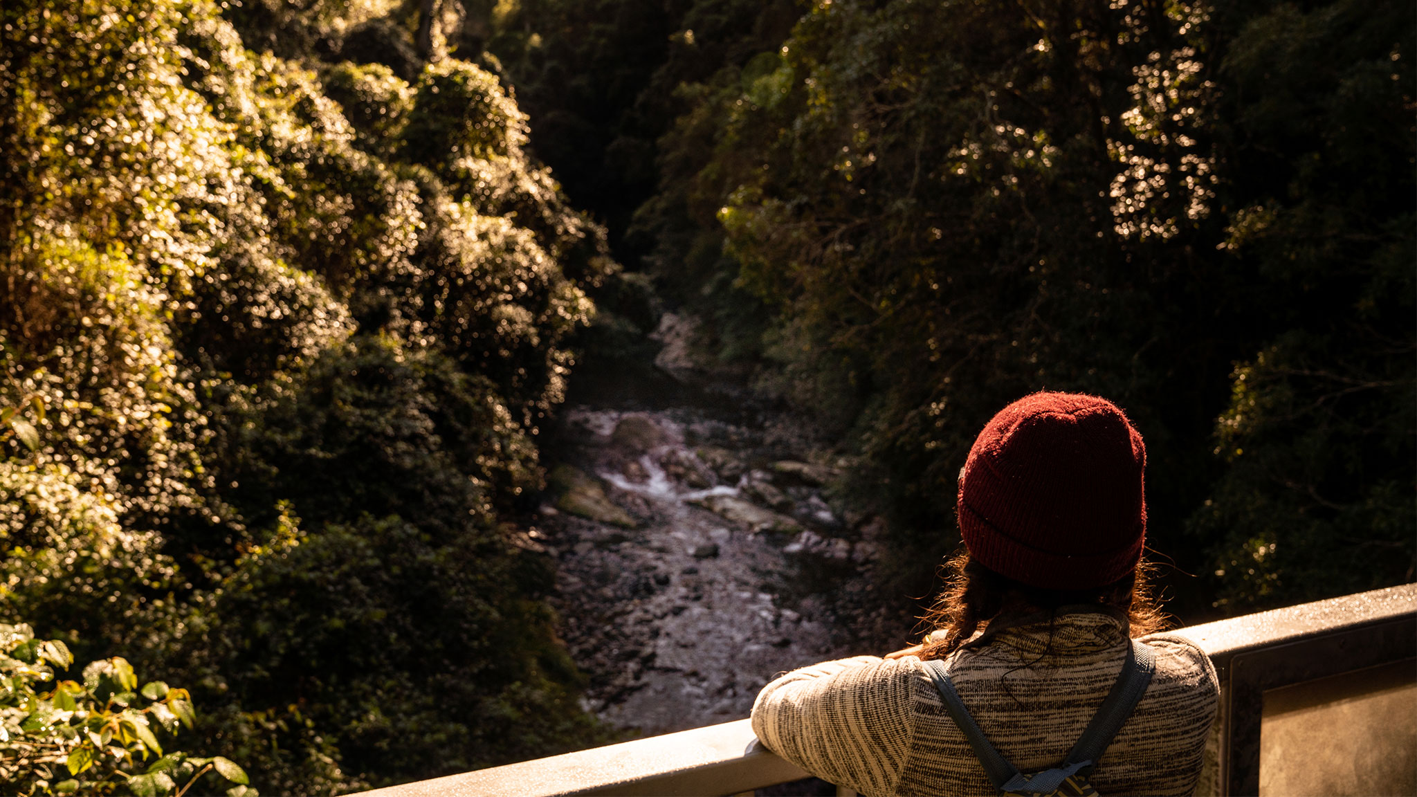 Person overlooking a creek on Blue Gum loop trail in Barrington Tops National Park. Photo credit: Rob Mulally/DPIE