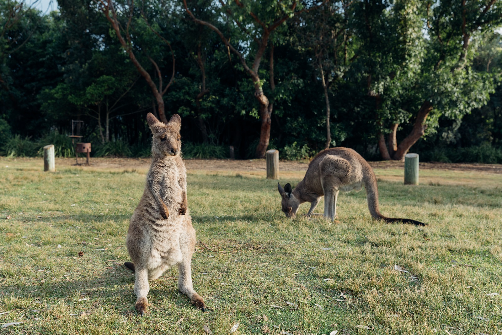 Kangaroos at Pretty Beach in Murramarang National Park. Photo credit: Melissa Findley/DPIE