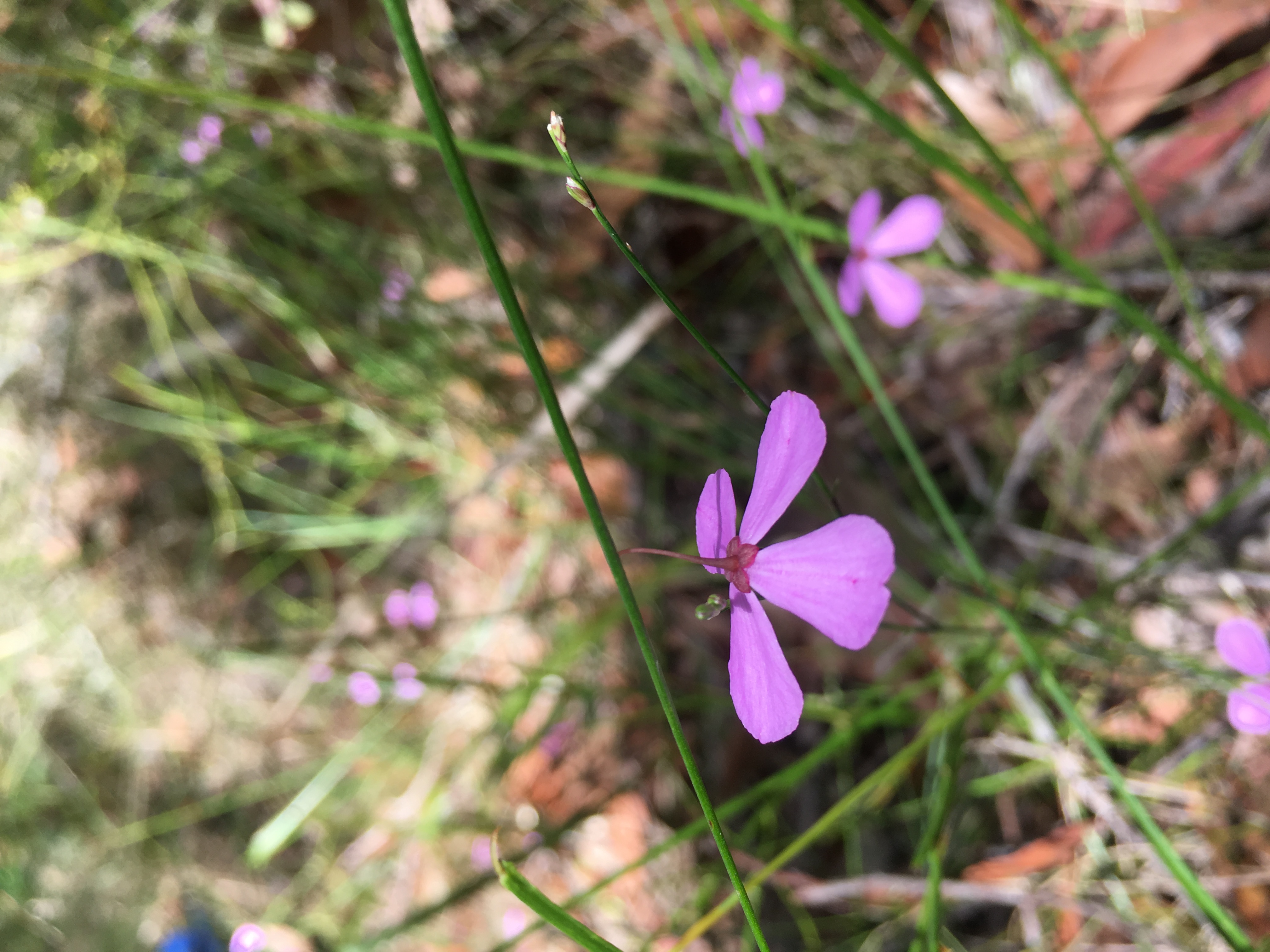 A pretty threatened plant species called Black-eyed Susan. Photo credit: Adam Fawcett/DPIE