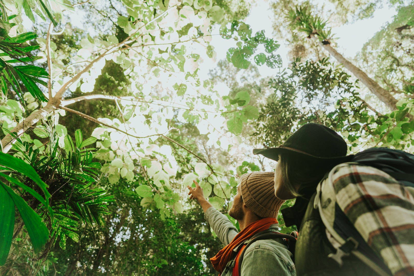 People experiencing nature on Wonga walk, Dorrigo National Park. Photo credit: Branden Bodman/DPIE